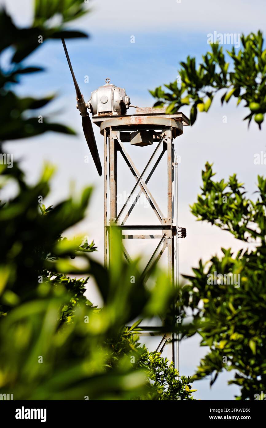Eine verwitterte Obstgarten-Windmaschine erhebt sich über Zitrusbäume, eingerahmt von weichem grünem Laub unter einem klaren blauen Himmel in Riverside, Kalifornien. Stockfoto