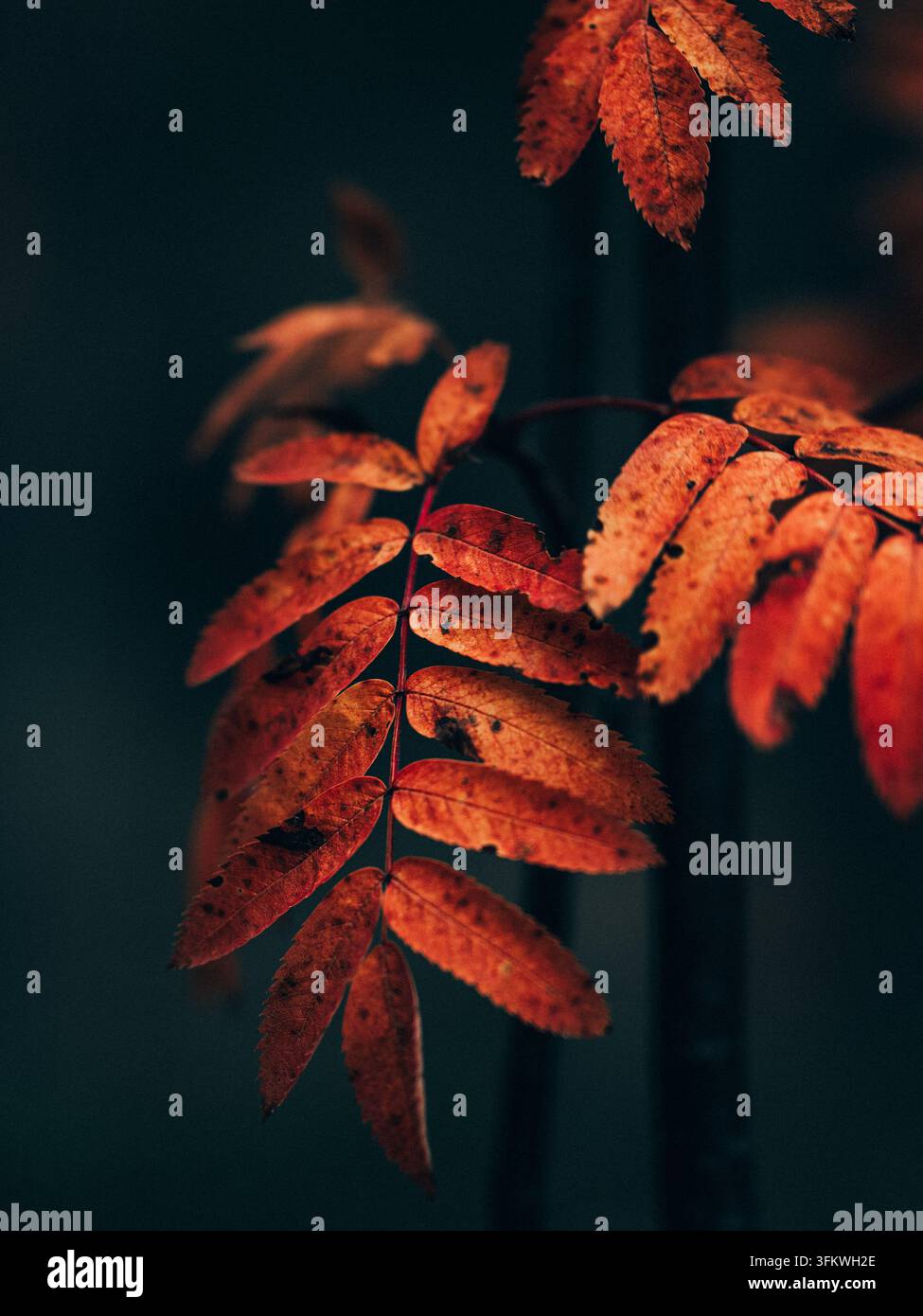 Nahaufnahme von lebhaften orangefarbenen und roten Ebereschenblättern, die vor einem dunklen Waldhintergrund während des Herbstes im Norden Schwedens leuchten Stockfoto