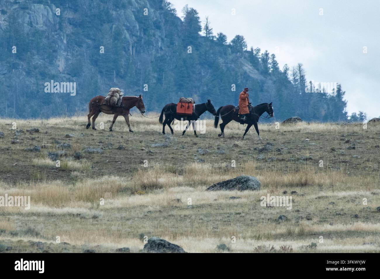 Ein Cowboy führt Packpferde hinter sich im rauen Hinterland des Yellowstone-Nationalparks, Wyoming. Stockfoto