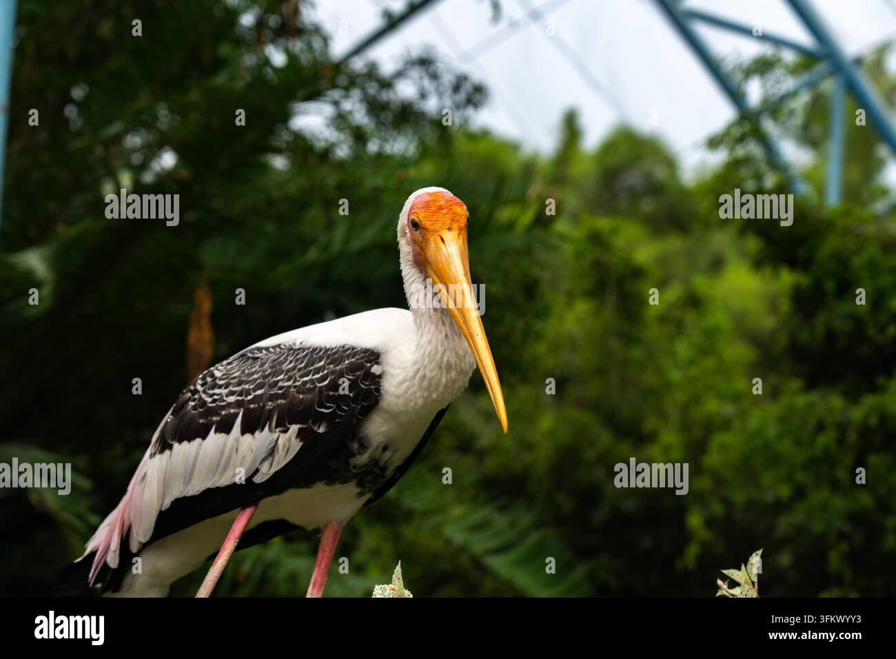 Eleganter Storch steht anmutig in üppiger Grünfläche, präsentiert einzigartige Merkmale und lebhaftes Federkleid, fasziniert Naturenthusiasten mit seinem Stockfoto