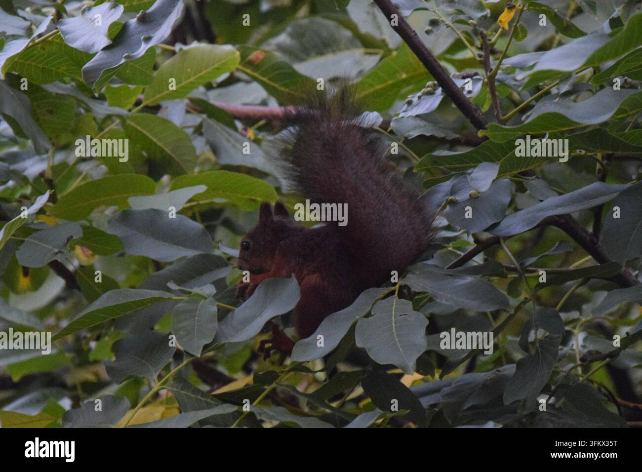 Eichhörnchen, das eine Eichel hält, während es auf einem Ast sitzt Stockfoto