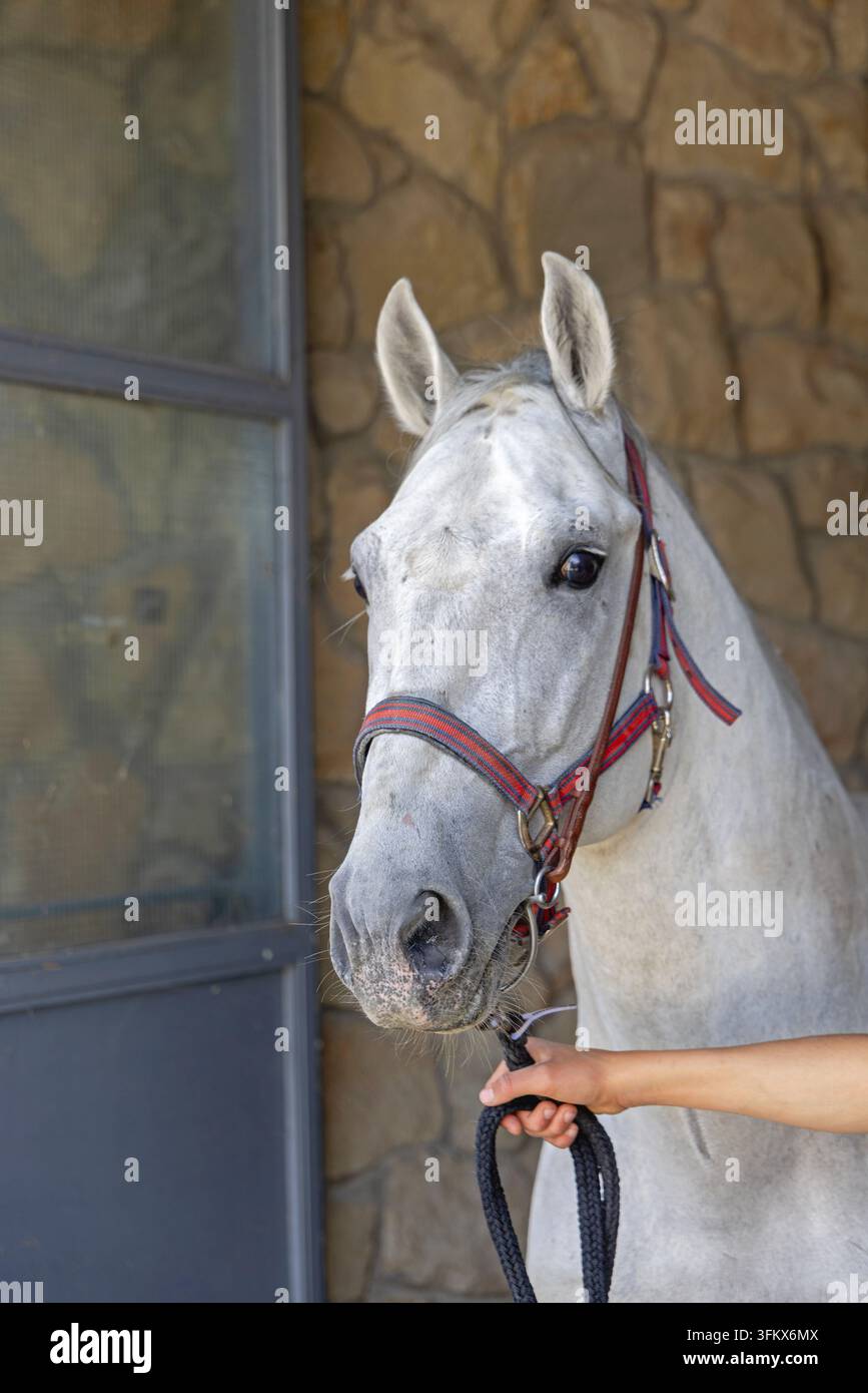 Haltung eines großen weißen Rennpferdes mit Kopfgeschirr Stockfoto