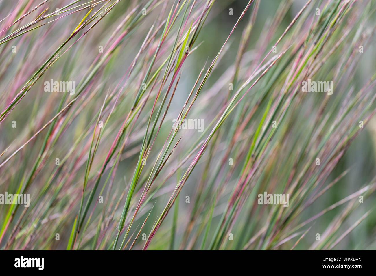 Weiche Bewegungsunschärfe verwandelt hohes Gras in ein strukturiertes natürliches Muster aus diagonalen Grün-, Braun- und gedämpften Rosatönen. Stockfoto