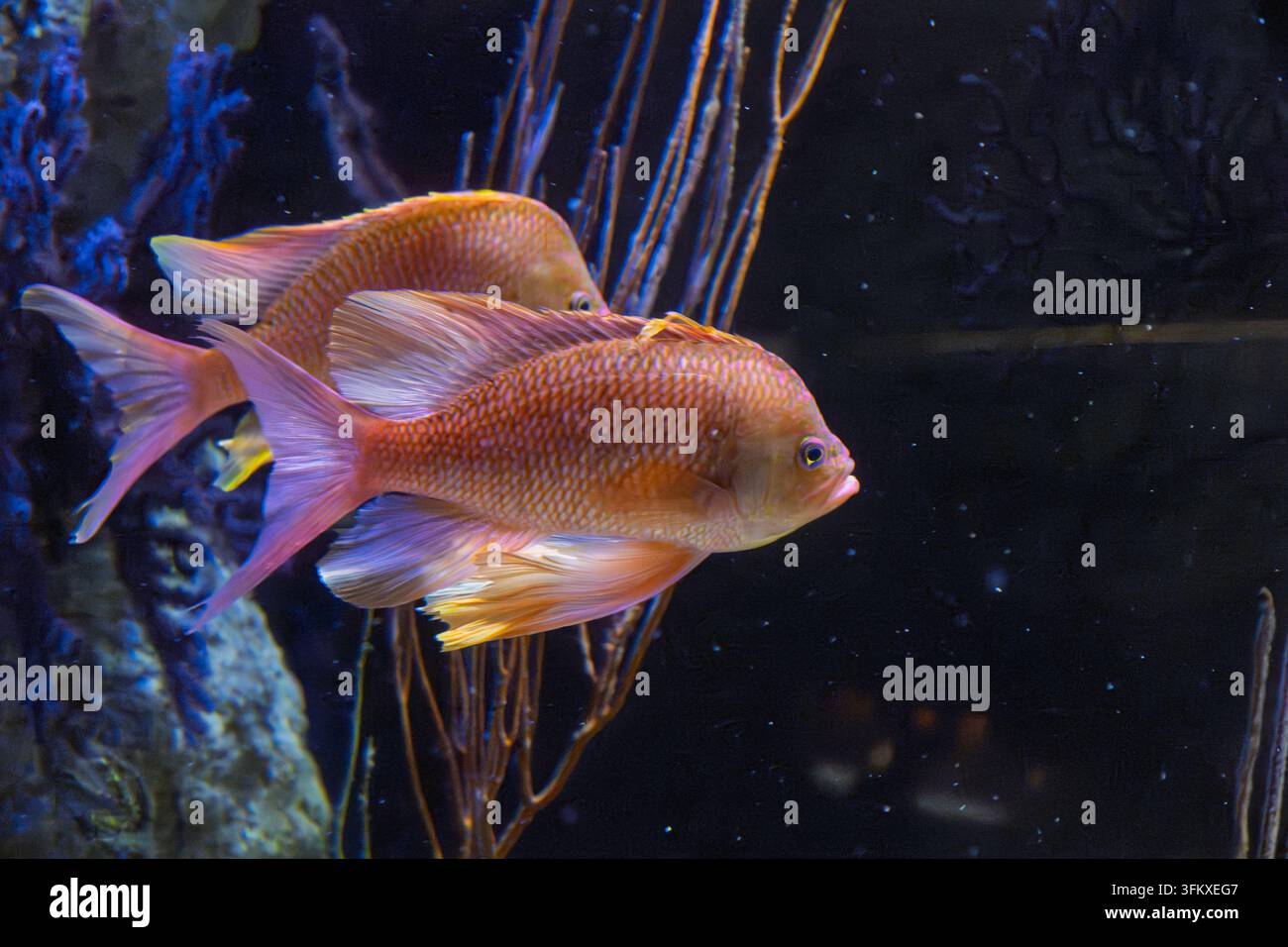 Zwei orangefarbene Anthiasfische schwimmen an Seefächern an einem dunklen Aquarienriff vorbei. Stockfoto