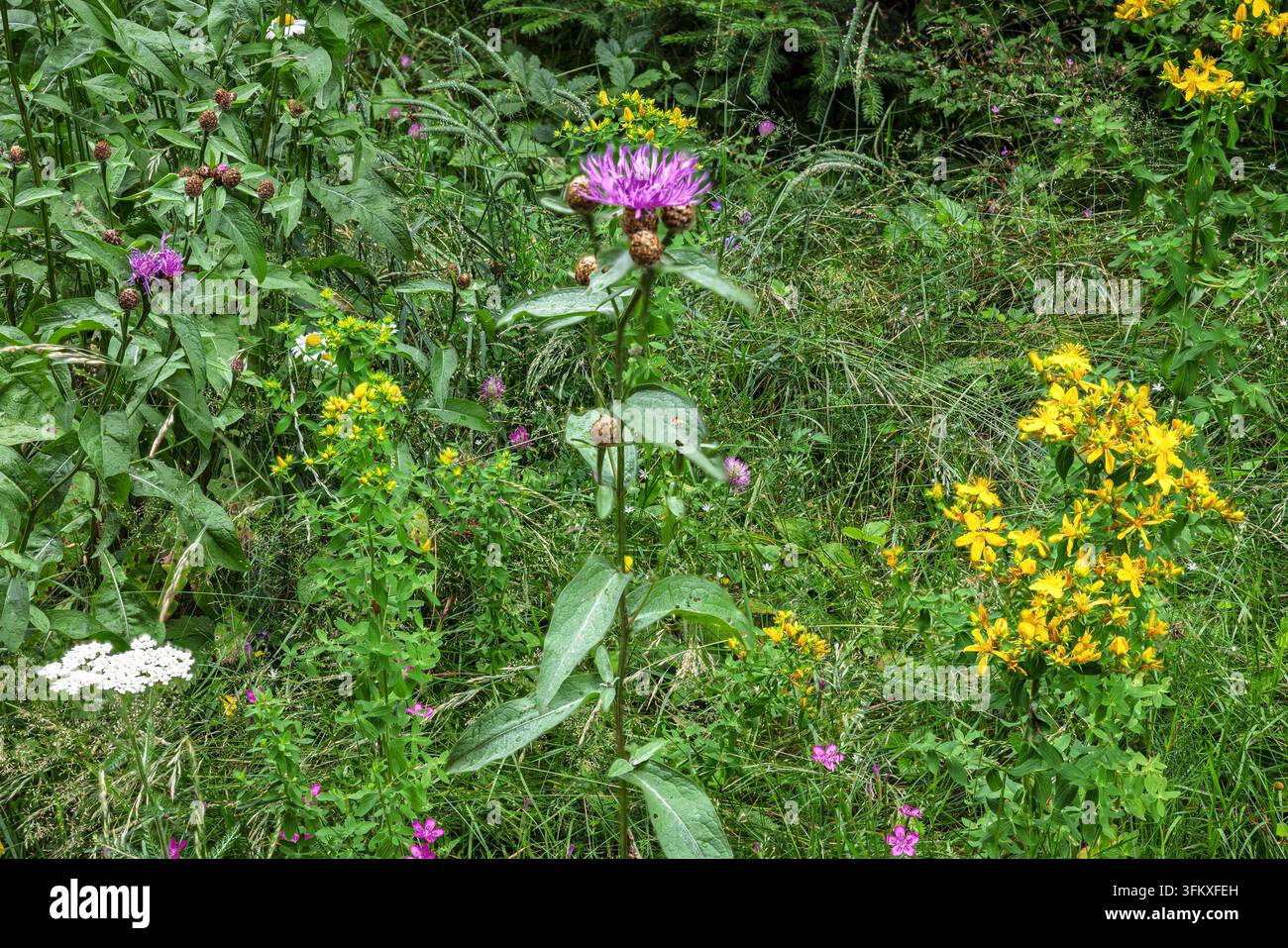 Eine violette Knäuelblume blüht in einer malerischen Wildblumenwiese, die mit Schafgarbe und anderen einheimischen grünen Pflanzen gefüllt ist. Stockfoto