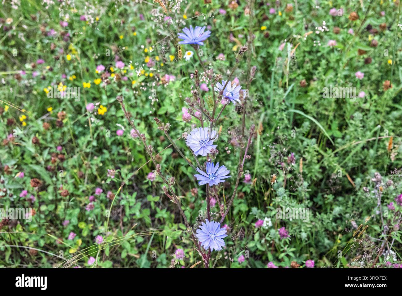 Eine leuchtend blaue Chicorée-Blüte gedeiht zwischen Wiesen-Wildblumen, Vilovi, Serbien Stockfoto
