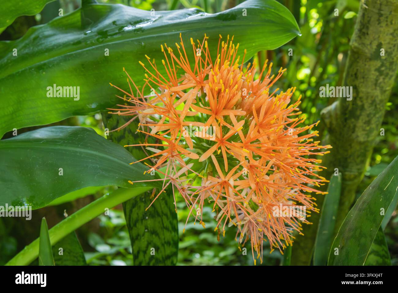 Orangefarbener Blütenbüschel mit langen Staubfäden und gelben Staubbeuteln zwischen glänzenden grünen Blättern. Stockfoto