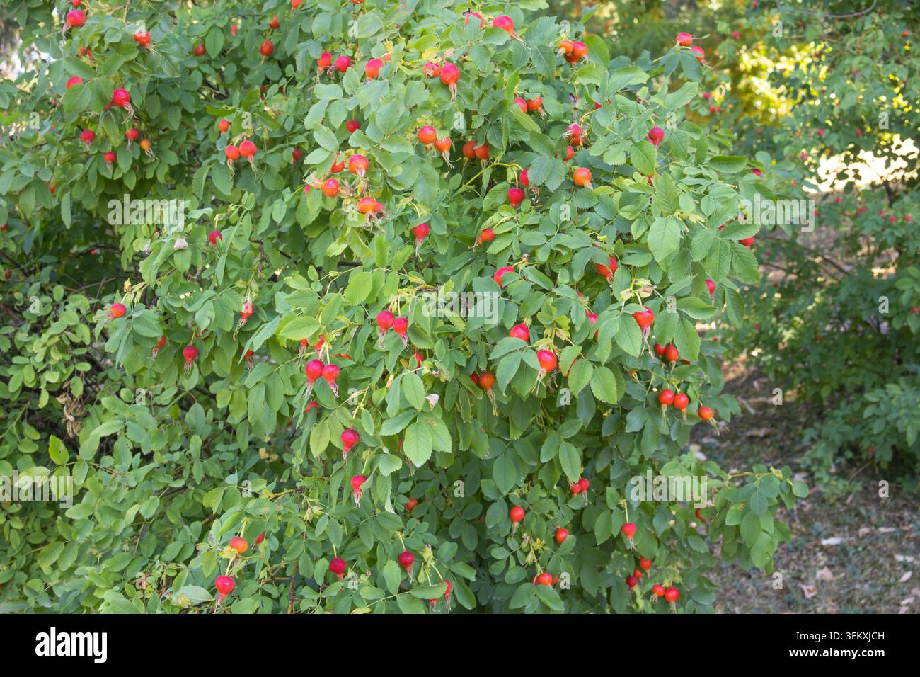 Reiche rote und orangefarbene Hagebutten, die zwischen dichten grünen Blättern an einer Rose wachsen Stockfoto