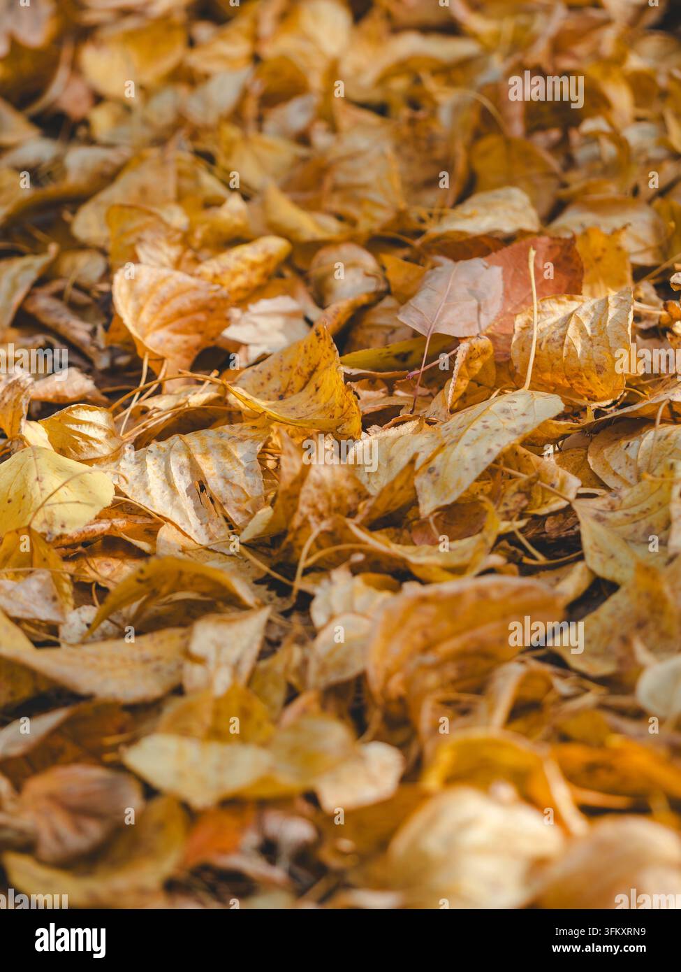 Vertikaler Teppich aus goldenem Herbstlaub im Park an einem sonnigen Tag. Detaillierte Ansicht der Blattadern, warme Gelb- und Orangetöne, Oktoberstimmung, Kopierraum oben für saisonales Bannerdesign. Stockfoto
