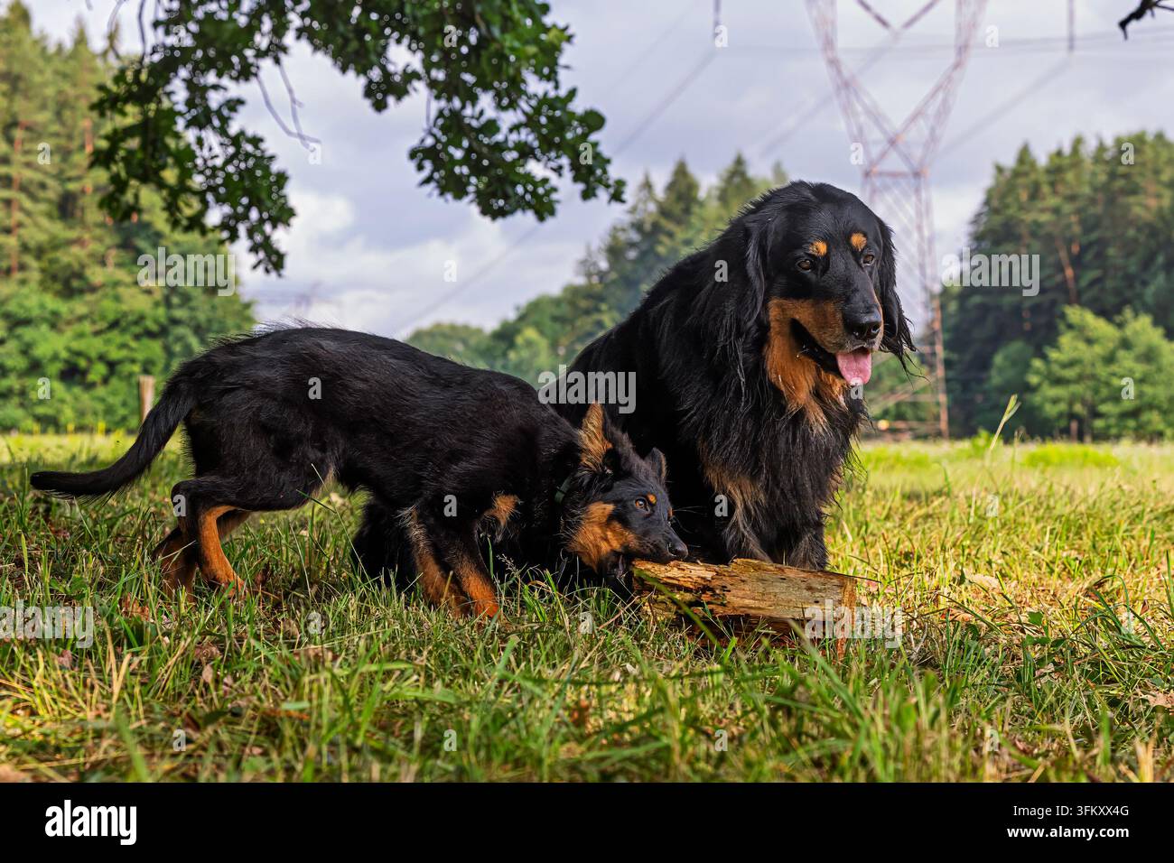 Erwachener Hovawart-Hund mit einem weiblichen Böhmischen Schäferhund-Welpen, der ein Stück Holz auf einer grasbewachsenen Wiese untersucht, Haushund Canis lupus familiaris. Stockfoto