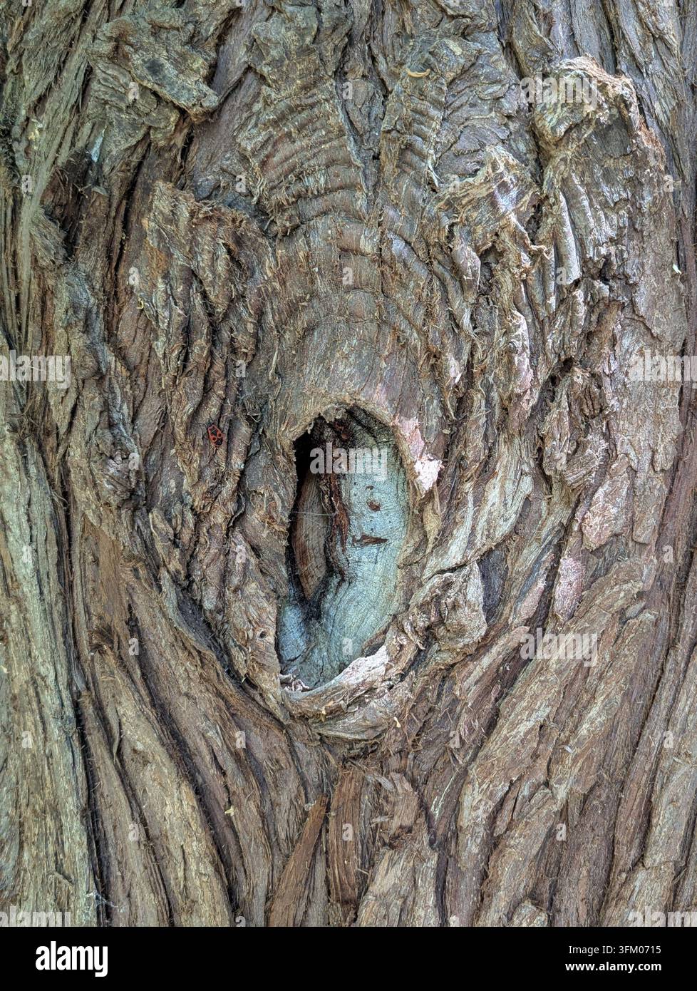Verwittertes Holzrelief mit gesichtartigem Design, blaugrüne Farbbeschaffenheit im Nahaufnahme Stockfoto