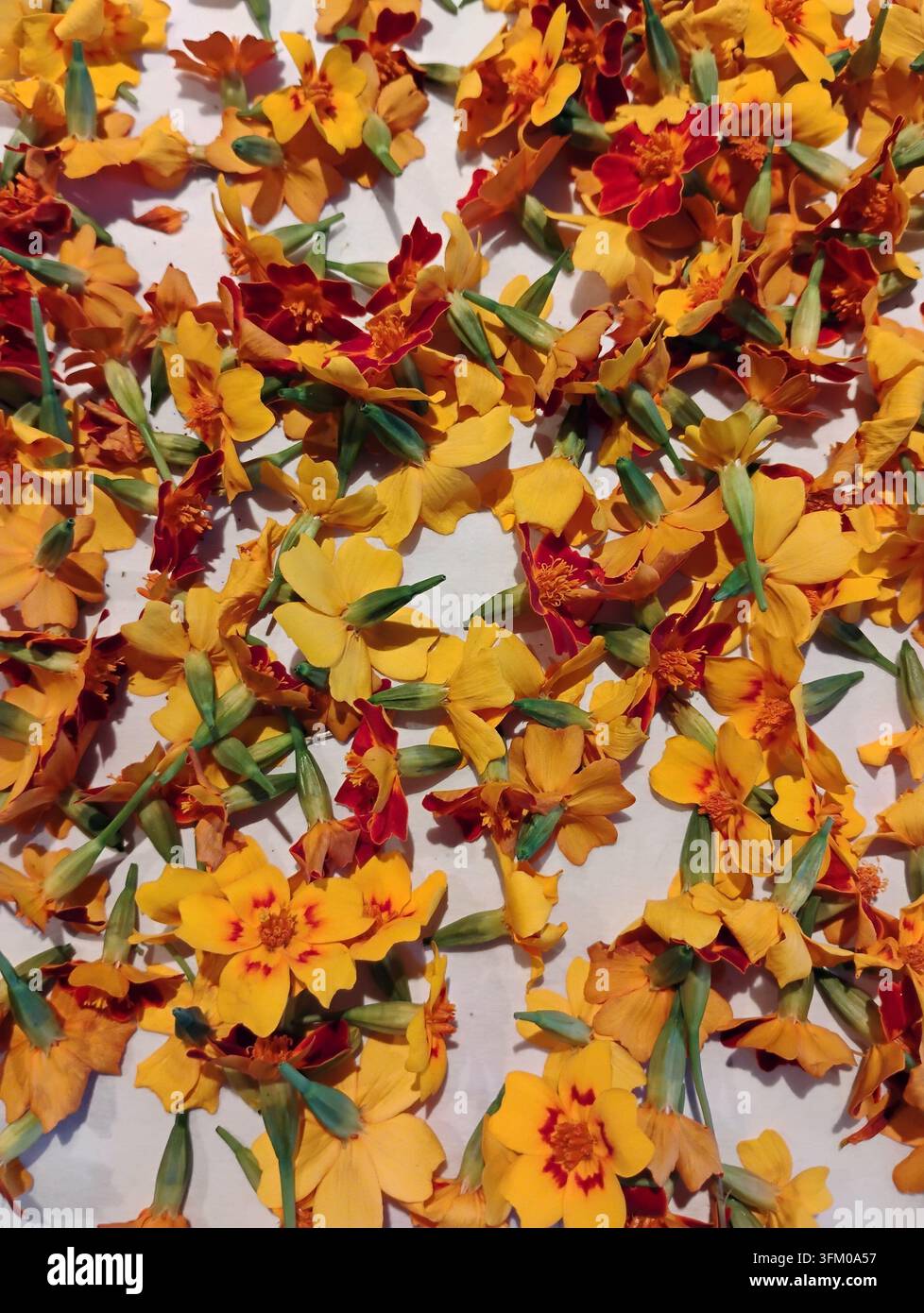 Ein farbenfrohes, vollflächiges Hintergrundmuster aus getrockneten leuchtend orangefarbenen und gelben Signet-Goldblumen (Tagetes tenufolia) in flacher Lage Stockfoto