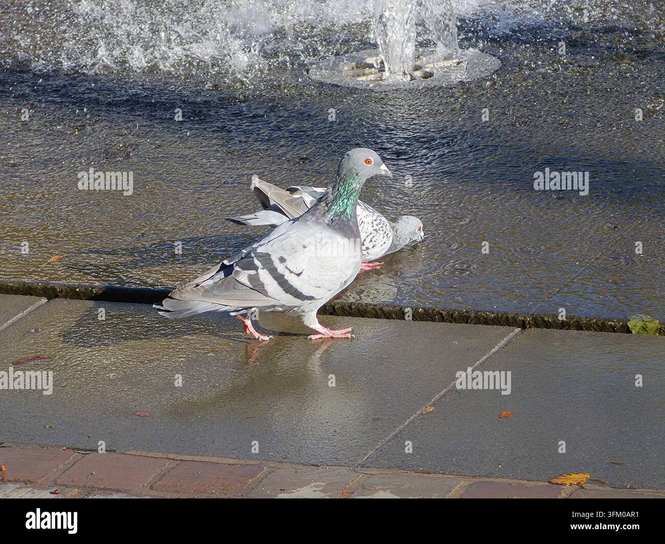 Zwei Tauben in der Nähe eines Brunnens, eine trinkt Wasser auf nassem Steinpflaster im Stadtplatz - Smartphone-aufgenommenes Stockfoto