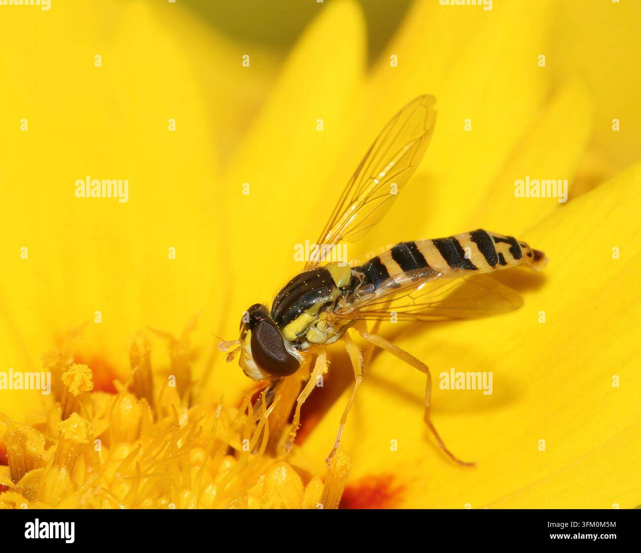 Gemeine Furchenlibelle Sphaerophoria scripta Weibchen Stockfoto