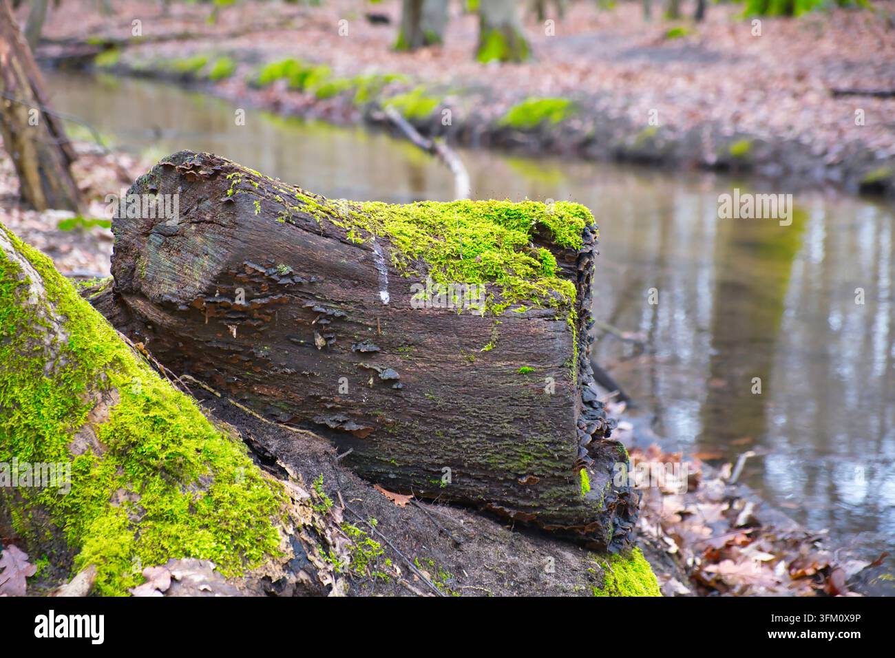 Moosiger Baumstamm am Ufer eines Flusses im Winter, Nahaufnahme Stockfoto