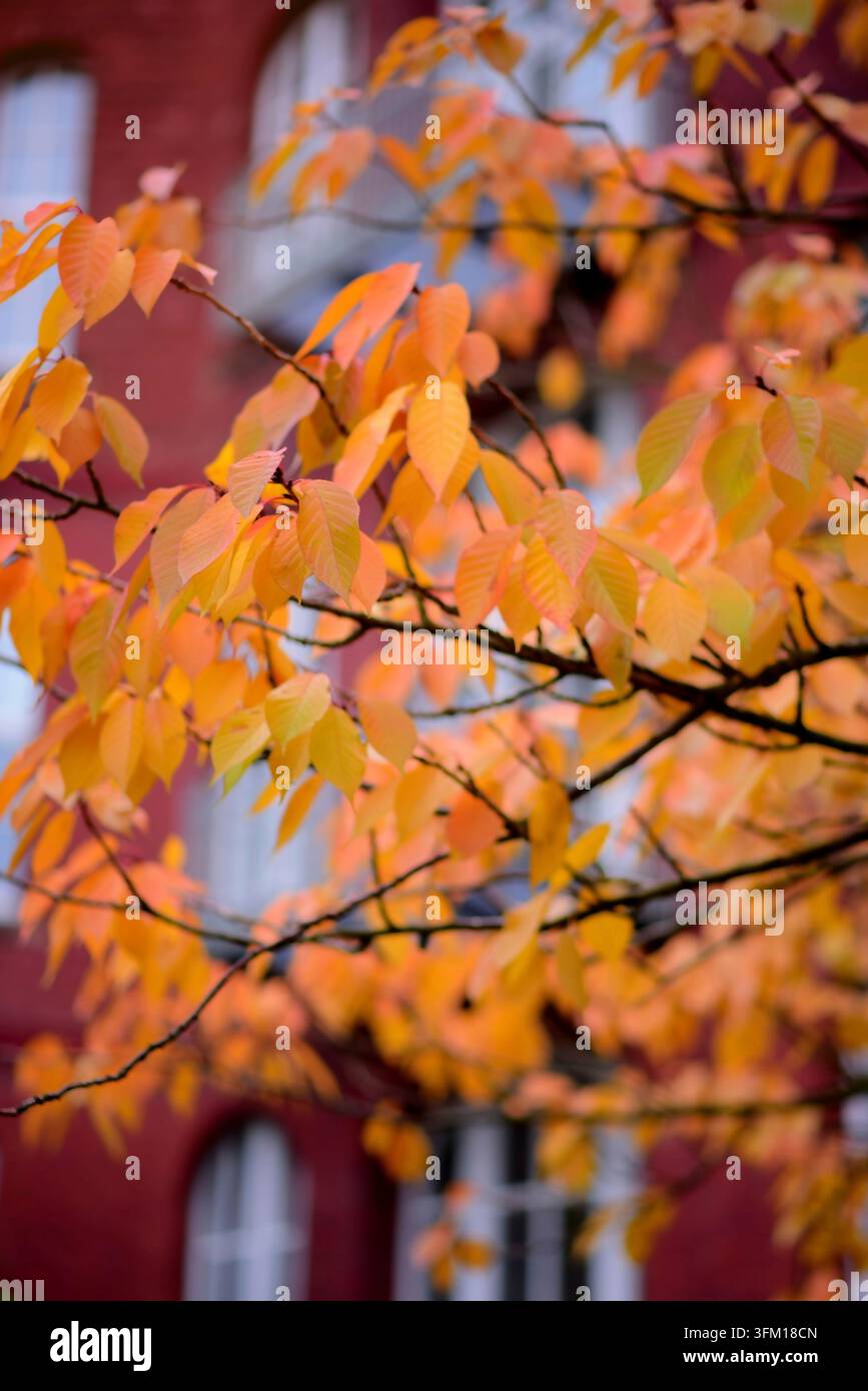Sammlung von wunderschönen bunten Herbstblättern als Hintergrund Stockfoto