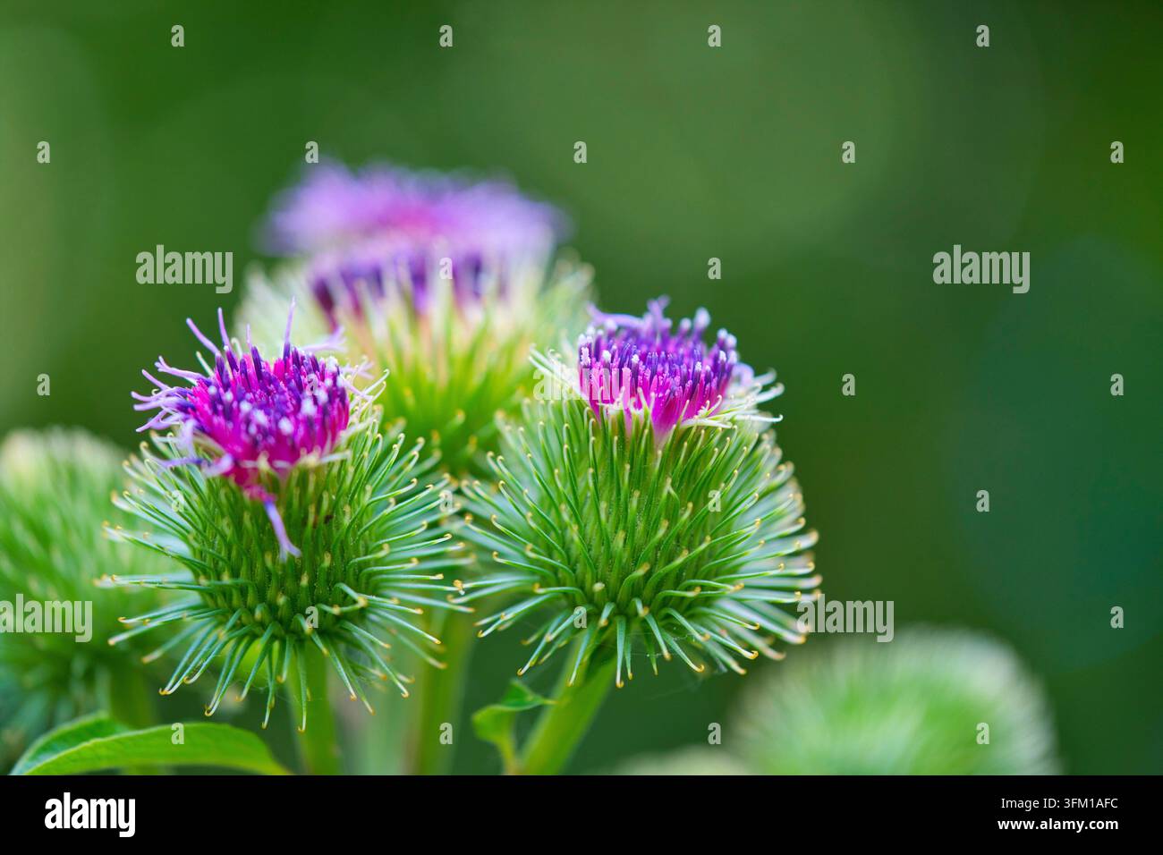 Makro-Foto, Klette, Gattung Arctium, Arctium lappa, Asteraceae- (Distel) Stockfoto