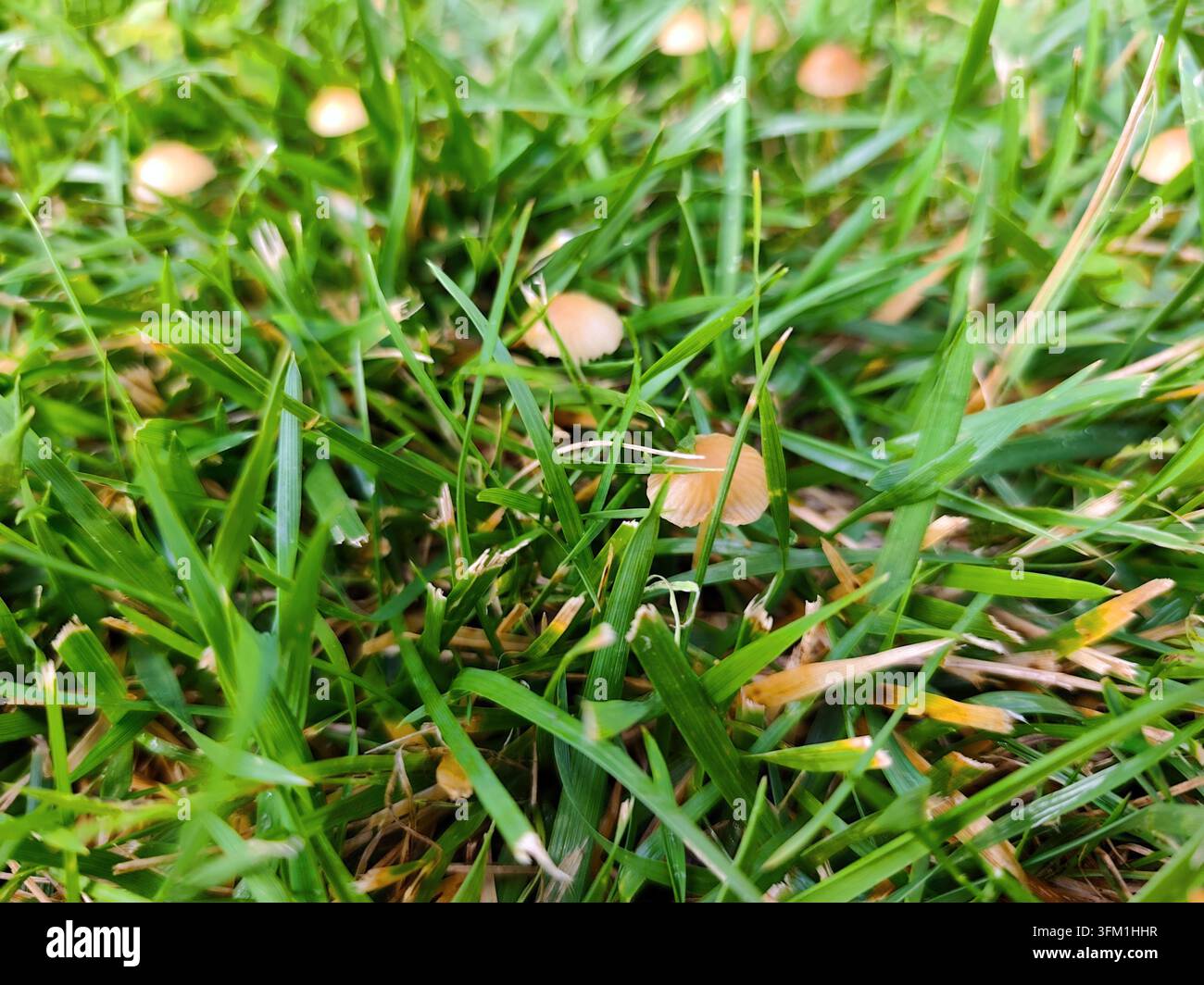 Kleine braune Pilze wachsen zwischen grünem Gras in einer natürlichen Außenumgebung. Stockfoto