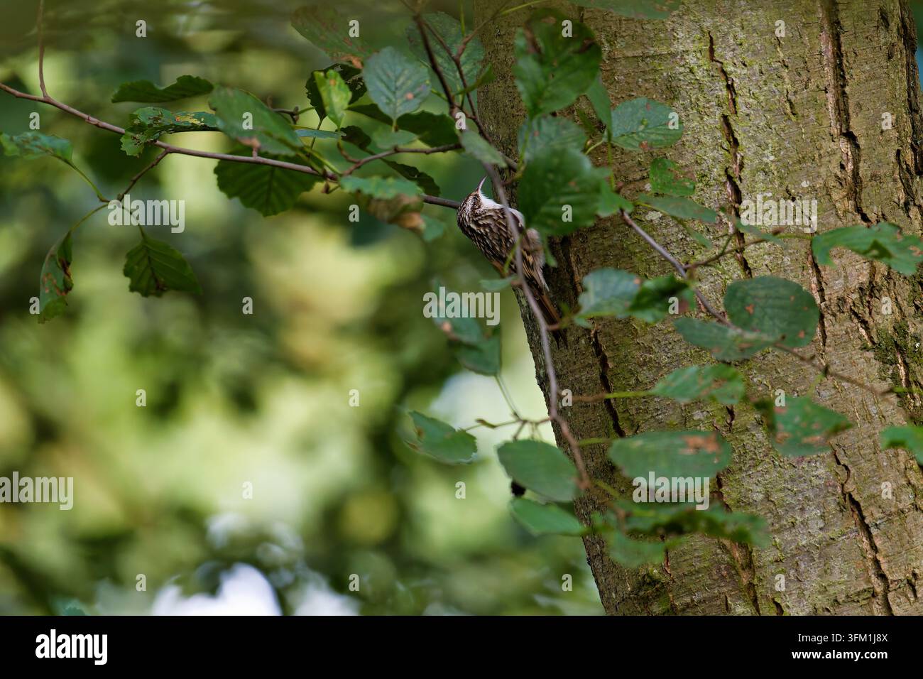 Europäischer Baumläufer Certhia familiaris klettert einen Baumstamm in seinem natürlichen Waldhabitat hinauf Stockfoto