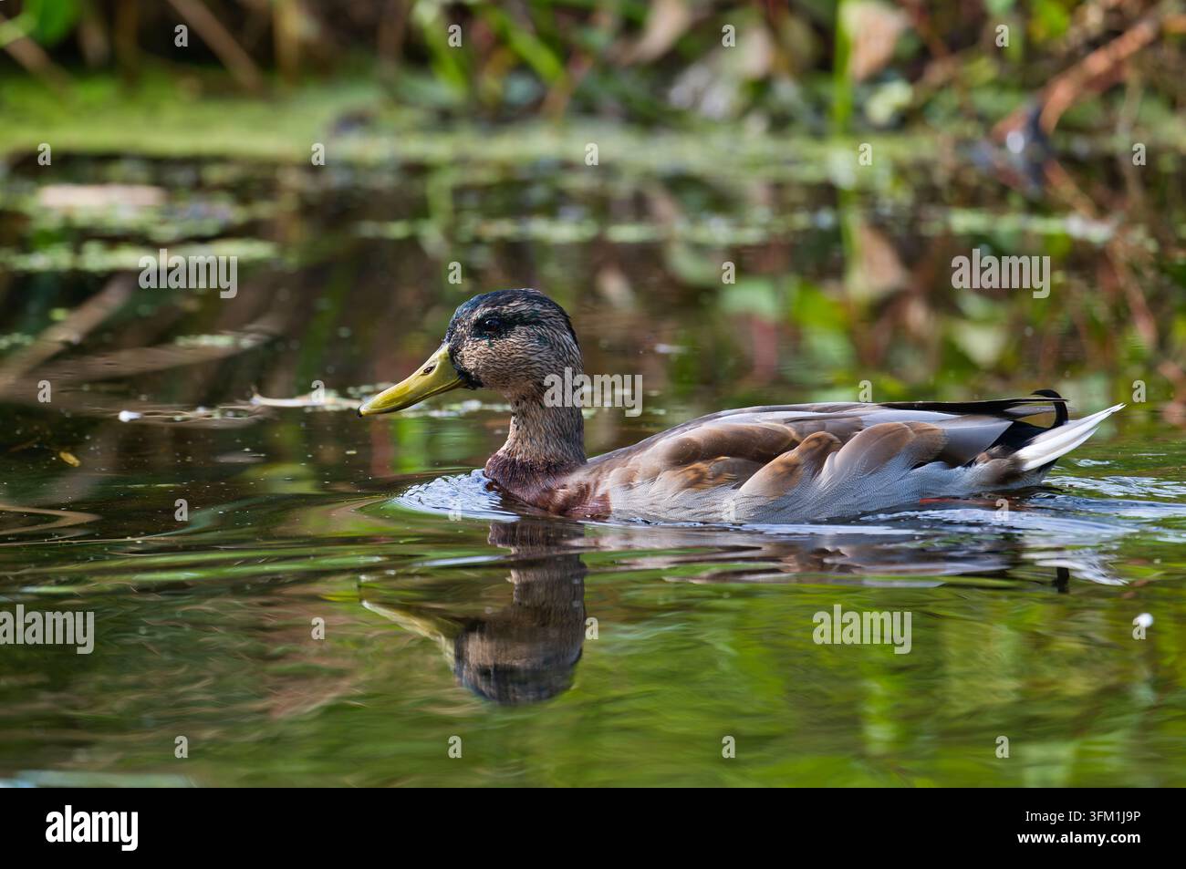 Männlicher Stockente Anas platyrhynchos schwimmt auf dem Wasser, während er sein Wintergefieder entwickelt Stockfoto