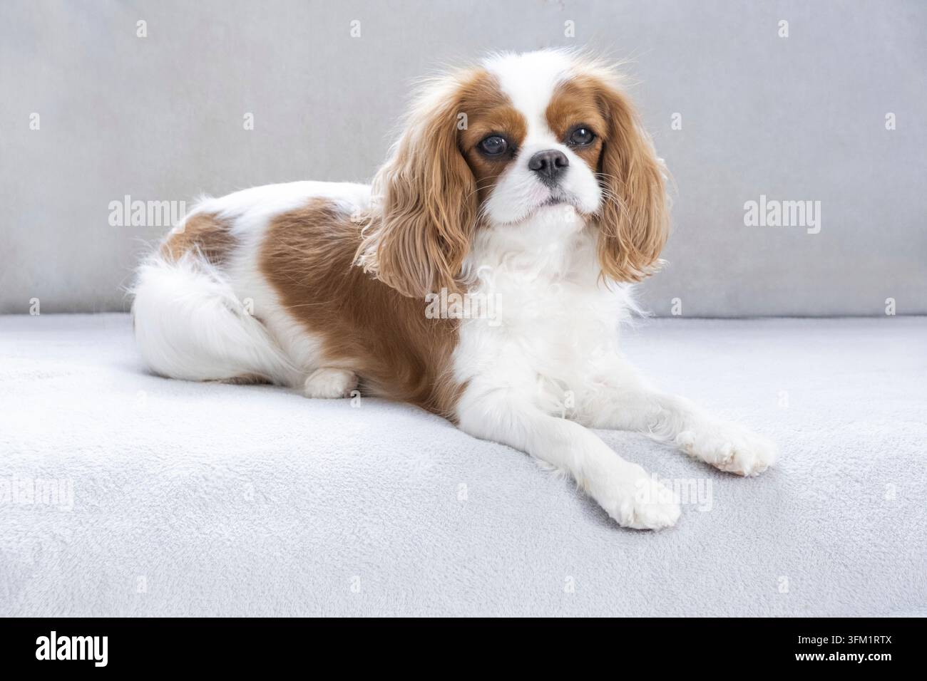 Porträt eines süßen Welpen. Gesicht des Hundes auf grauem Hintergrund. Cavalier King Charles Spaniel Blenheim Stockfoto