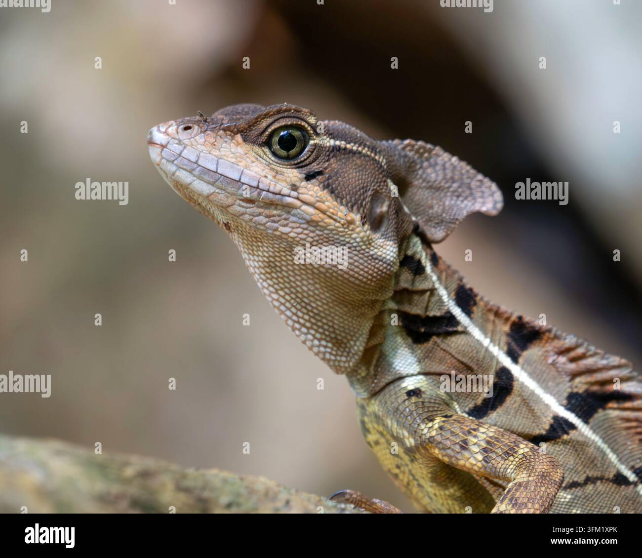 Gewöhnlicher Basilisk (Basiliscus basiliscus) Nahaufnahme Kopfporträt, das den Kopfkamm in Costa Rica zeigt. Stockfoto
