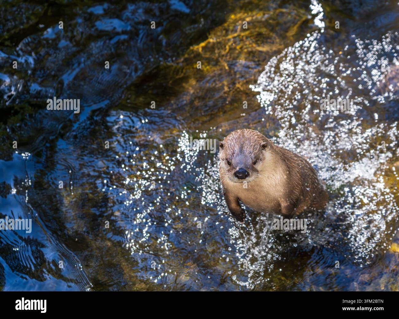 Ein nordamerikanischer Biber taucht in klarem Wasser auf Stockfoto