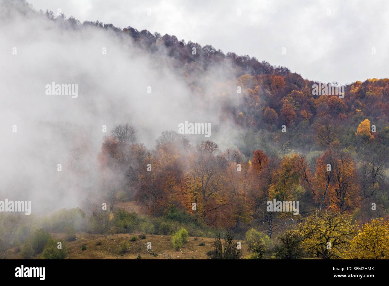 Morgendlicher Nebel zieht über einen herbstlichen Waldhang in Georgia. Stockfoto