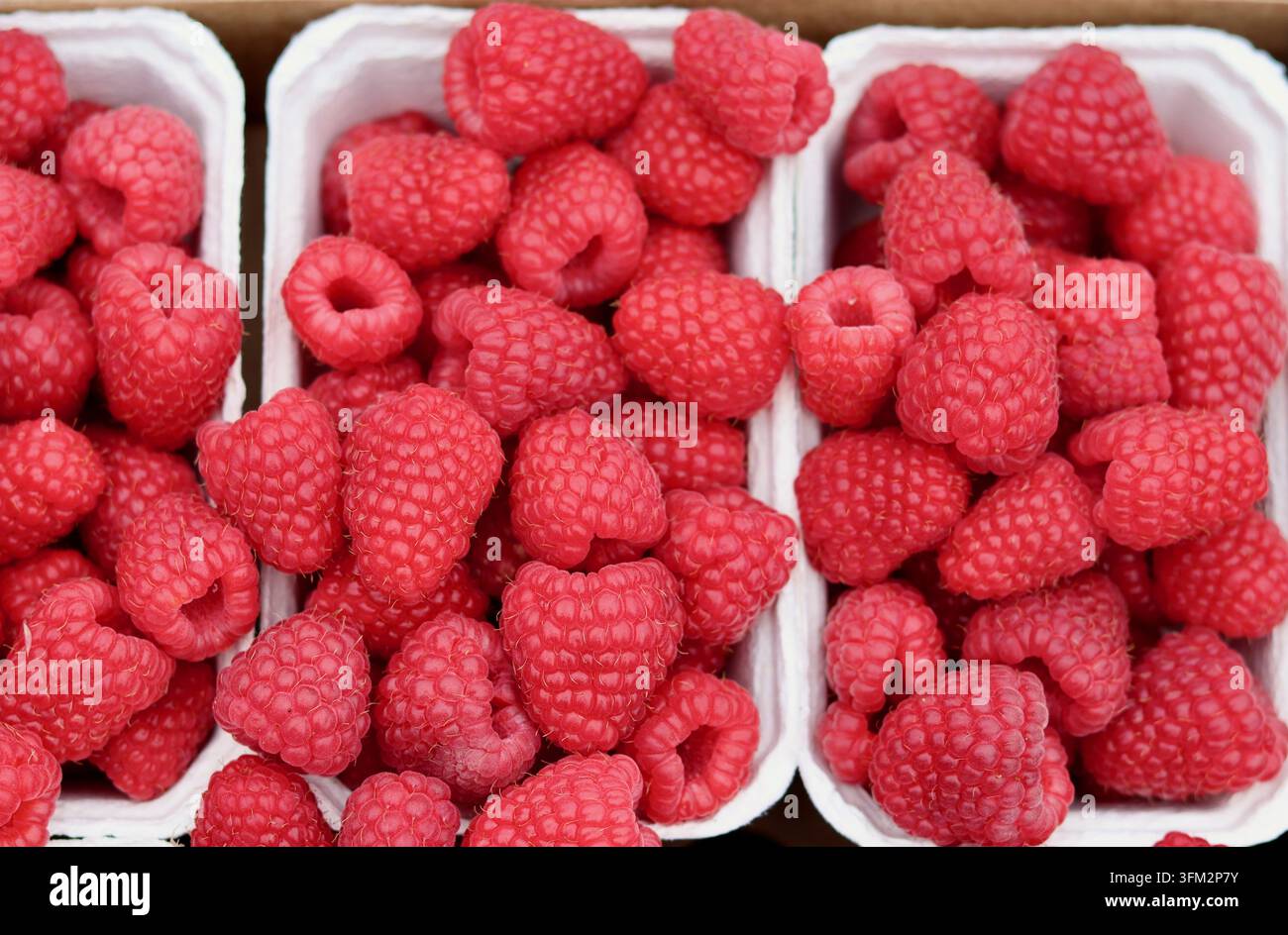 Frische, reife rote Himbeeren ordentlich verpackt in kompostierbaren Kartonbehältern, die gesundes Essen, Süße und Sommerfruchtaromen hervorheben Stockfoto