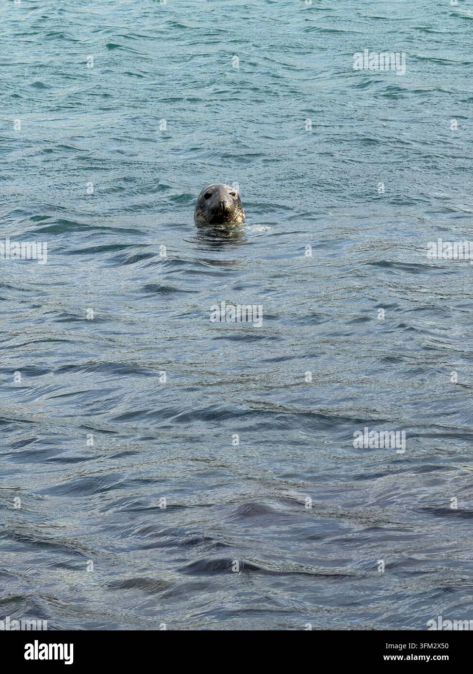 Atlantik-Graufuchs (Halichoerus grypus) nahe der Küste in der Irischen See vor Westwales. Stockfoto