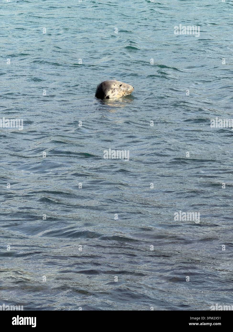 Atlantik-Graufuchs (Halichoerus grypus) nahe der Küste in der Irischen See vor Westwales. Stockfoto