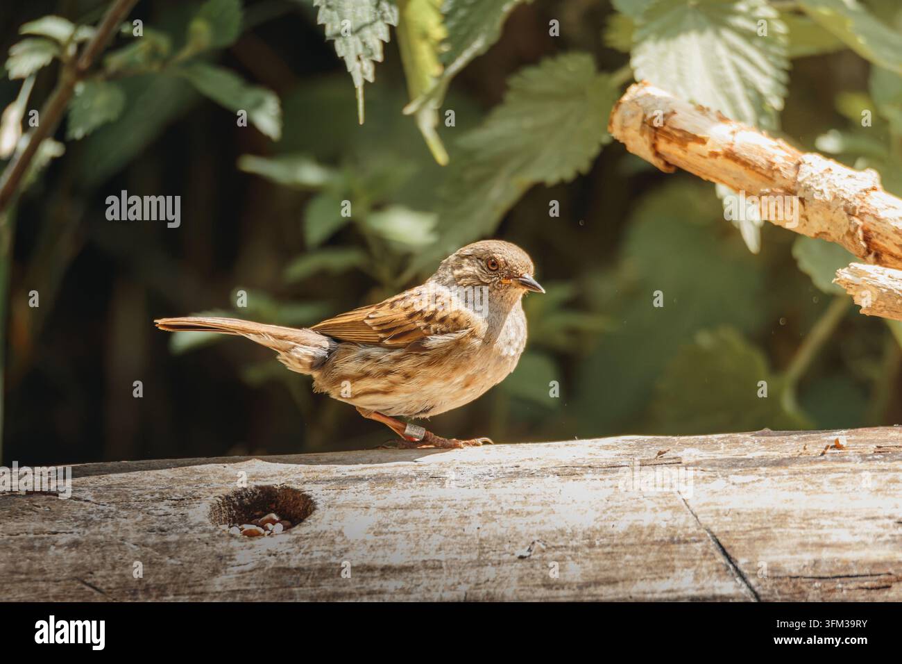 Dunnock, der in dichtem Wald in Humford Woods, Northumberland, in natürlichem August-2026-Licht mit detailliertem Habitatfokus eingefangen wurde Stockfoto