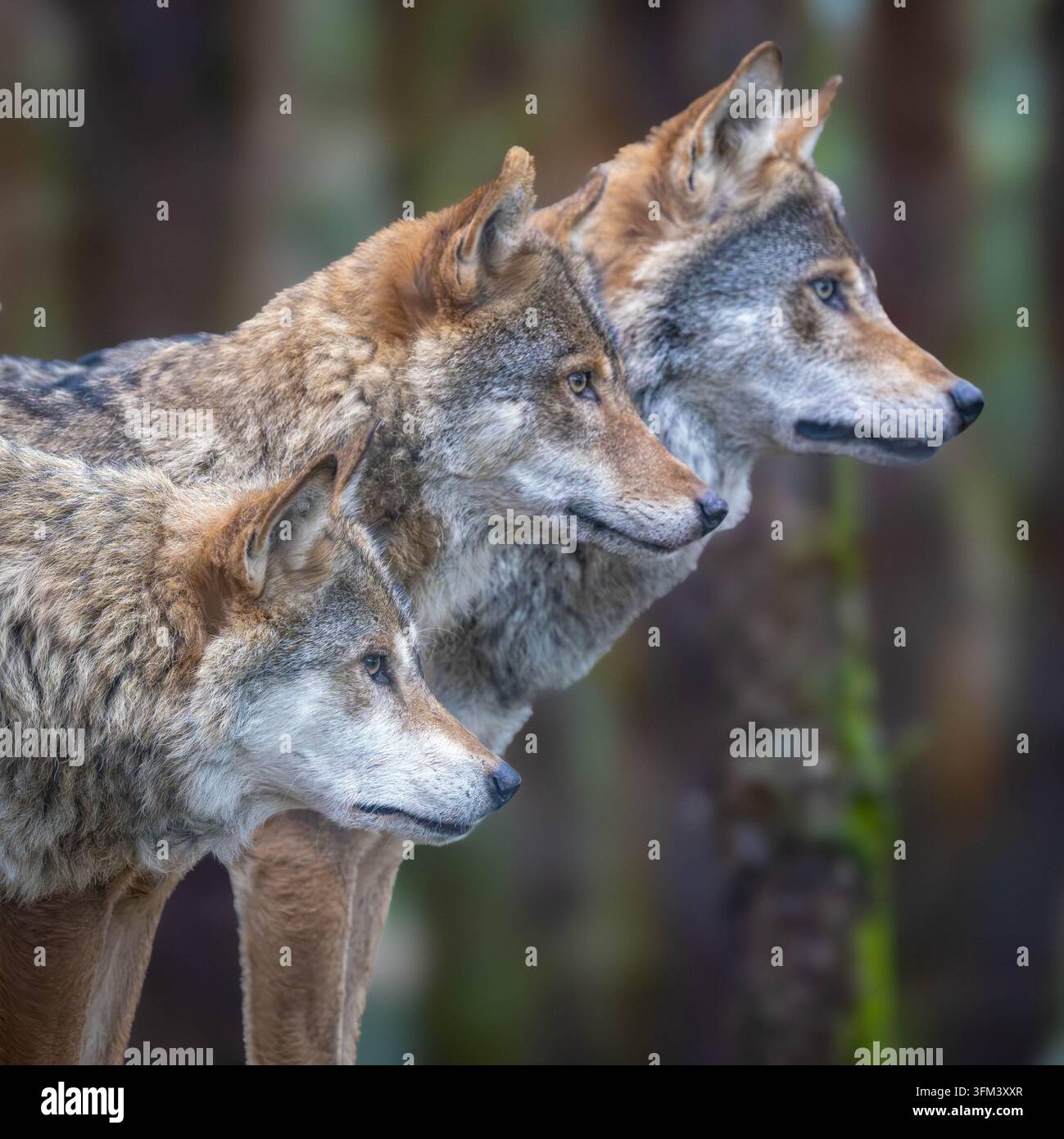 Graue Wölfe in freier Wildbahn – Porträt von drei Wölfen Stockfoto