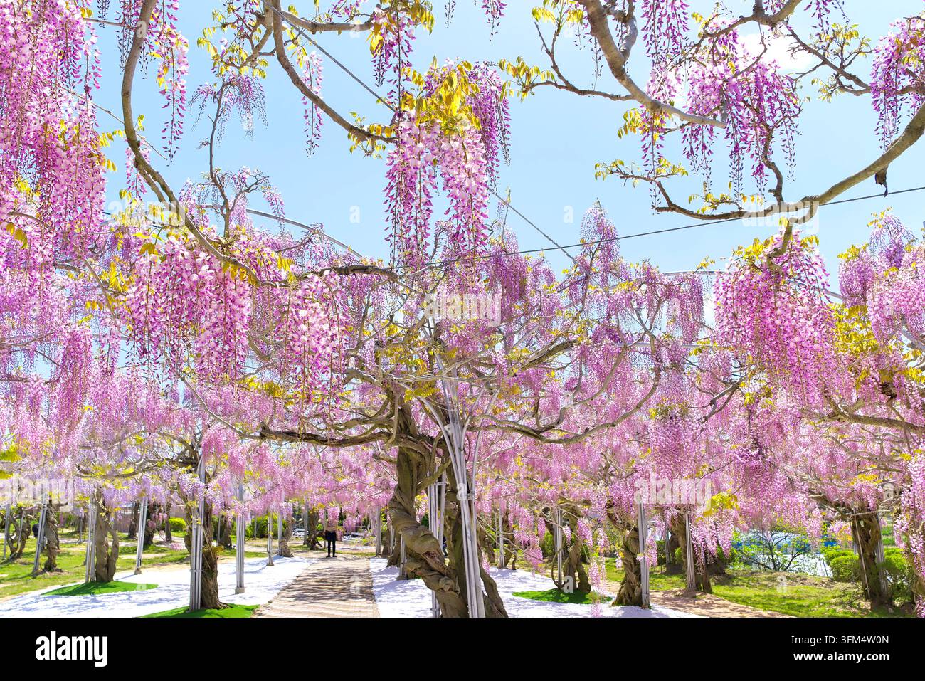 Atemberaubende voll aufgeblühte lila Wisteria-Blüten, die in Büscheln von hölzernen Spalierkonstruktionen während der Frühlingssaison hängen und eine schöne natürliche Blumenpracht schaffen Stockfoto