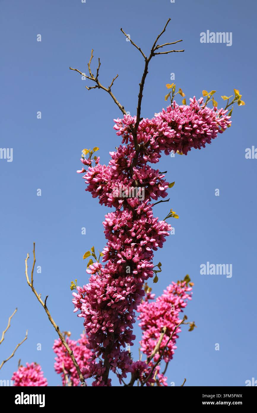 Unter dem klaren blauen Himmel an einem sonnigen Frühlingstag blühen leuchtend rosa chinesische Trompetenblumen dicht entlang der Äste, mit frischen gelb-grünen Blättern Stockfoto