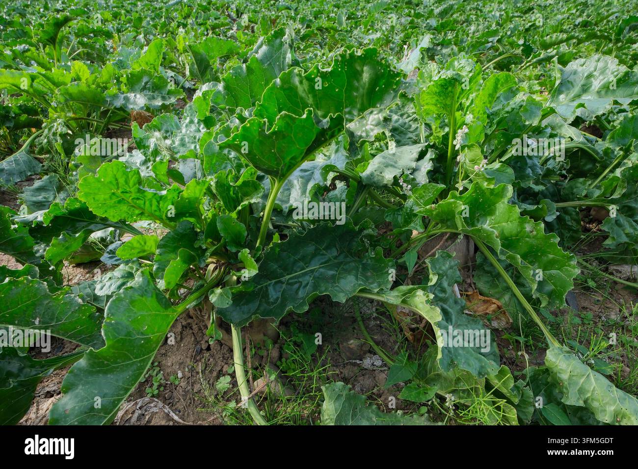 Frische Zuckerrübe, die auf einem landwirtschaftlichen Feld wächst, zeigt gesunde grüne Blätter und sich entwickelnde Wurzeln als wichtige Ernte für Lebensmittel und Zuckerproduktion Stockfoto