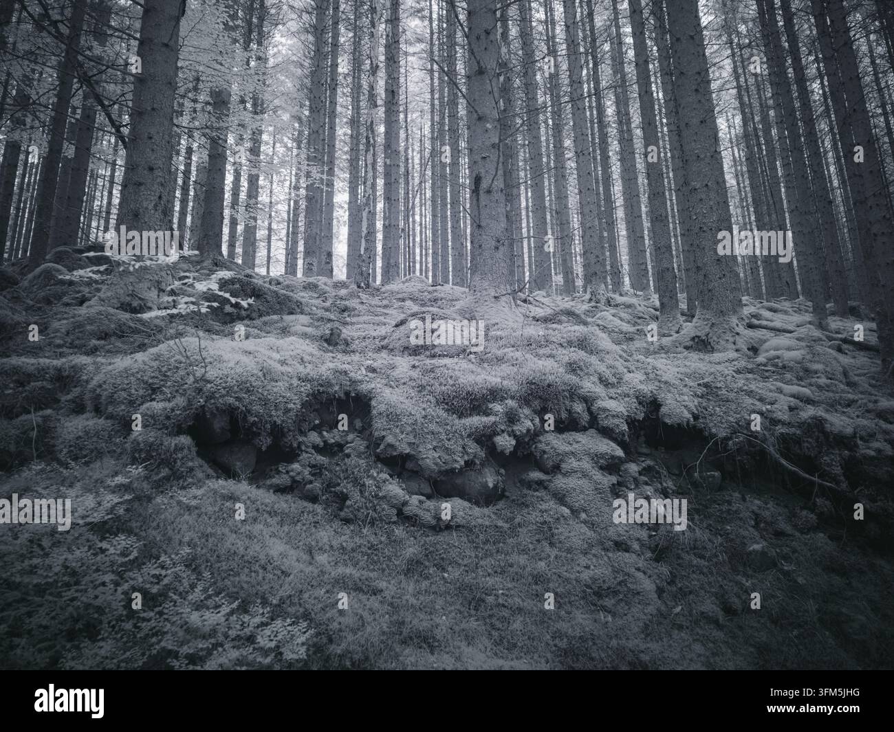 Hohe Bäume stehen in einem dichten Wald, aufgenommen mit einem Infrarotfilter. Der Boden ist mit Moos und Felsen bedeckt, was verschiedene Texturen hervorhebt. Dies Stockfoto