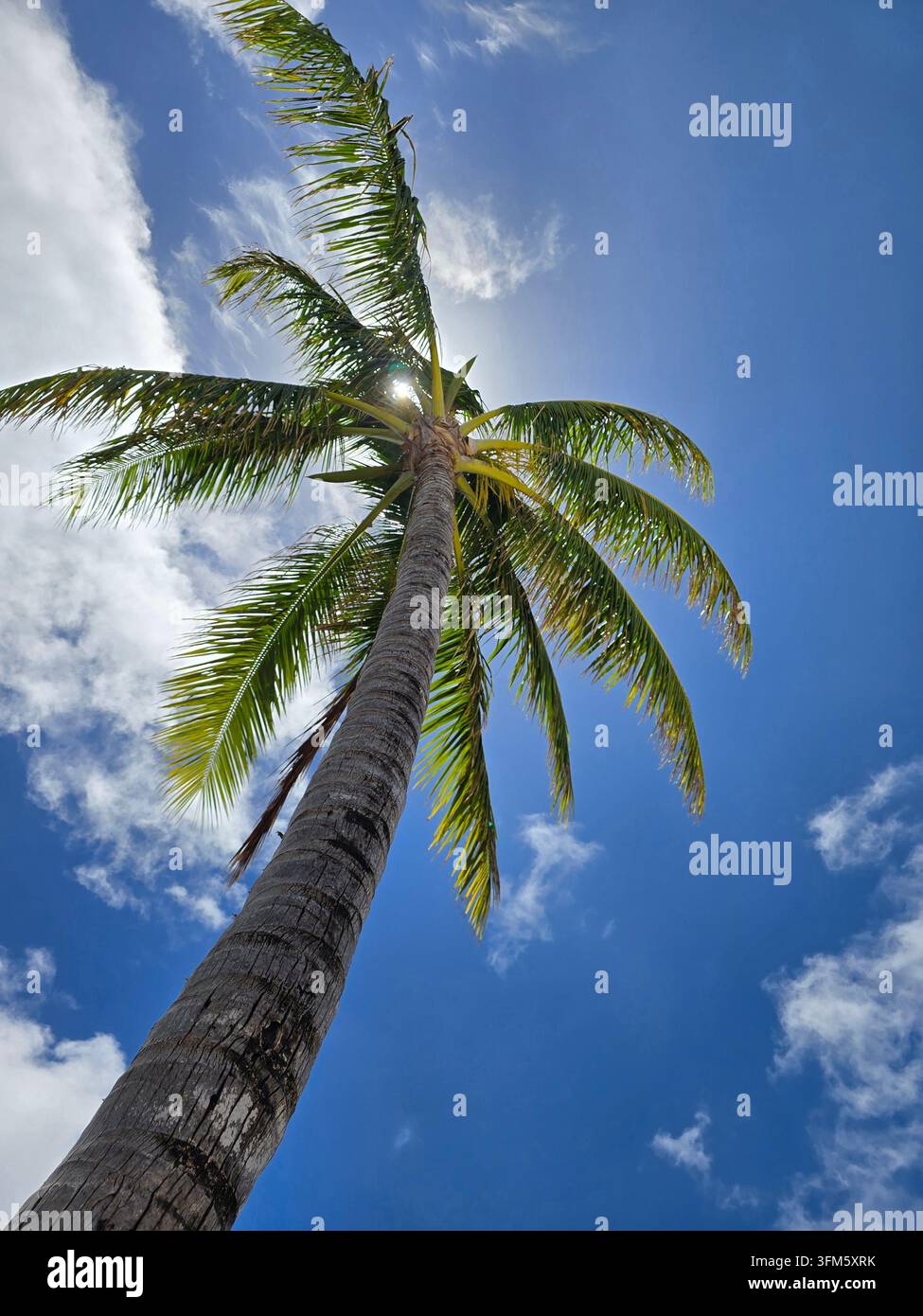 Kokospalm von unten gegen hellblauen Himmel mit Sonne, die durch die Blätter scheint, Oahu, Hawaii - Smartphone-aufgenommenes Stockfoto