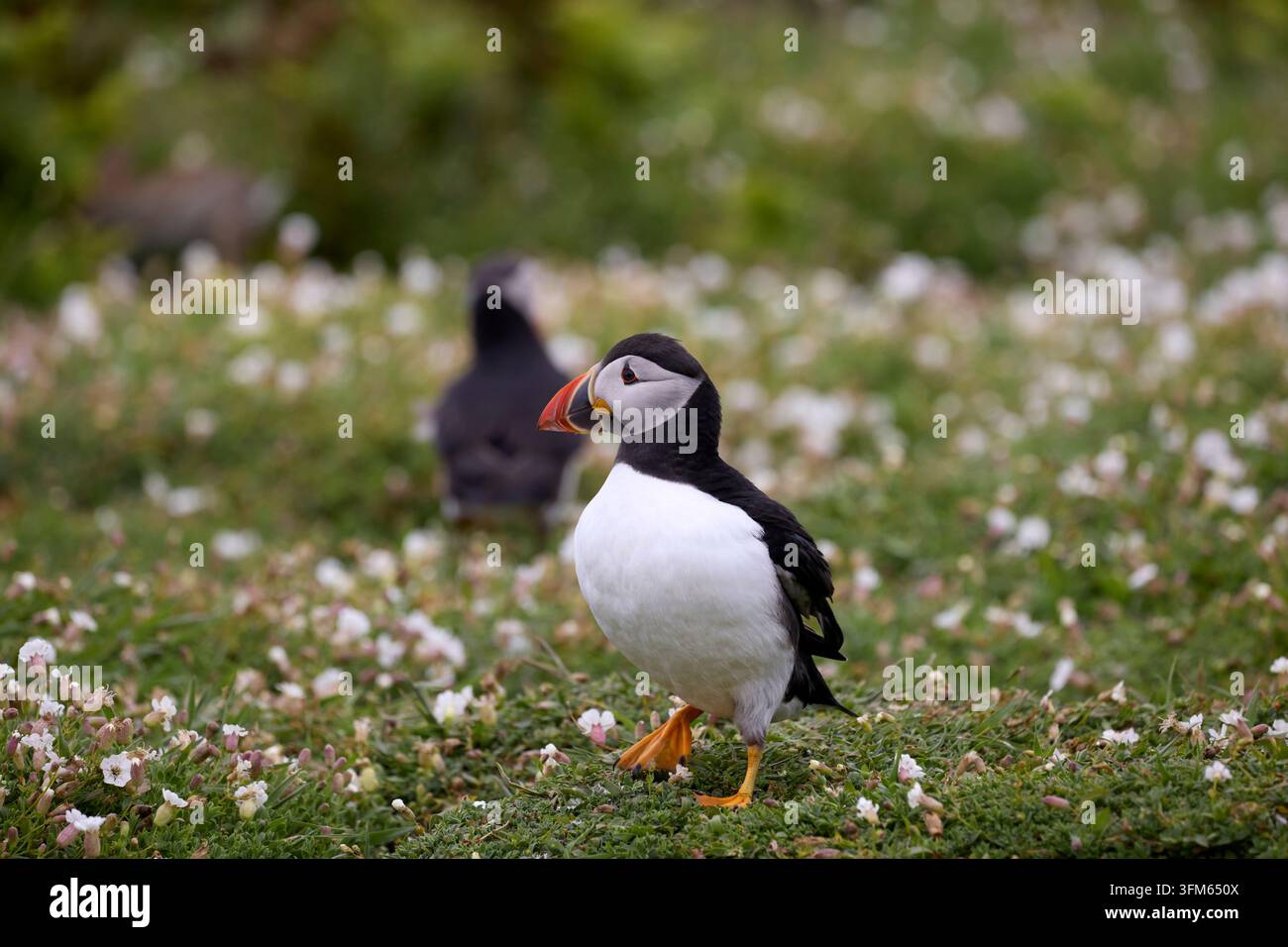 Ein Atlantik-Meerwalder, Fratercula arctica, steht in weißen Silberdistelblüten in Skomer, einem Insel-Naturreservat vor der Küste von Pembrokeshire, Wales, UK Stockfoto