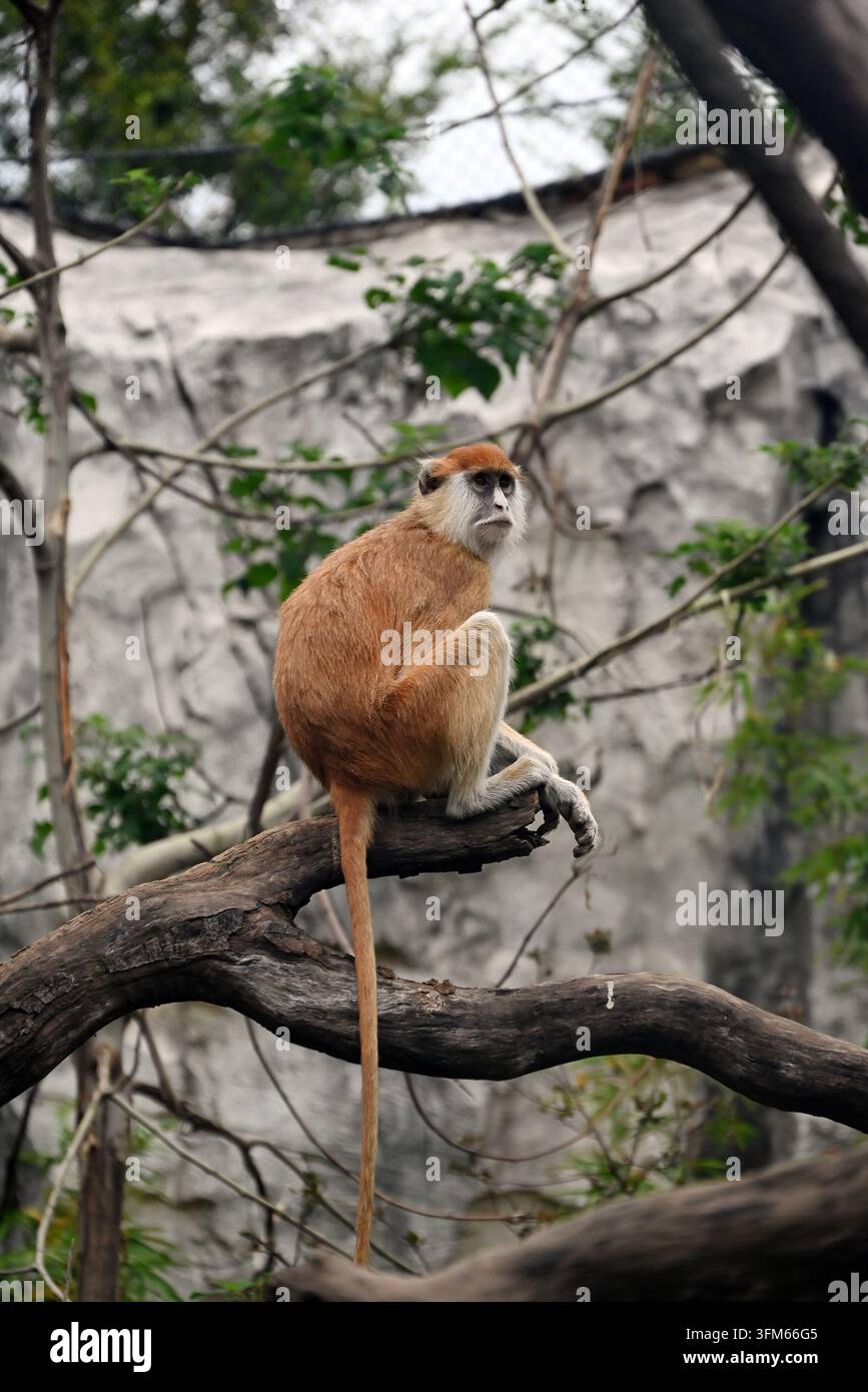 Ein brauner Patas-Affe mit langem Schwanz sitzt auf einem Ast Stockfoto