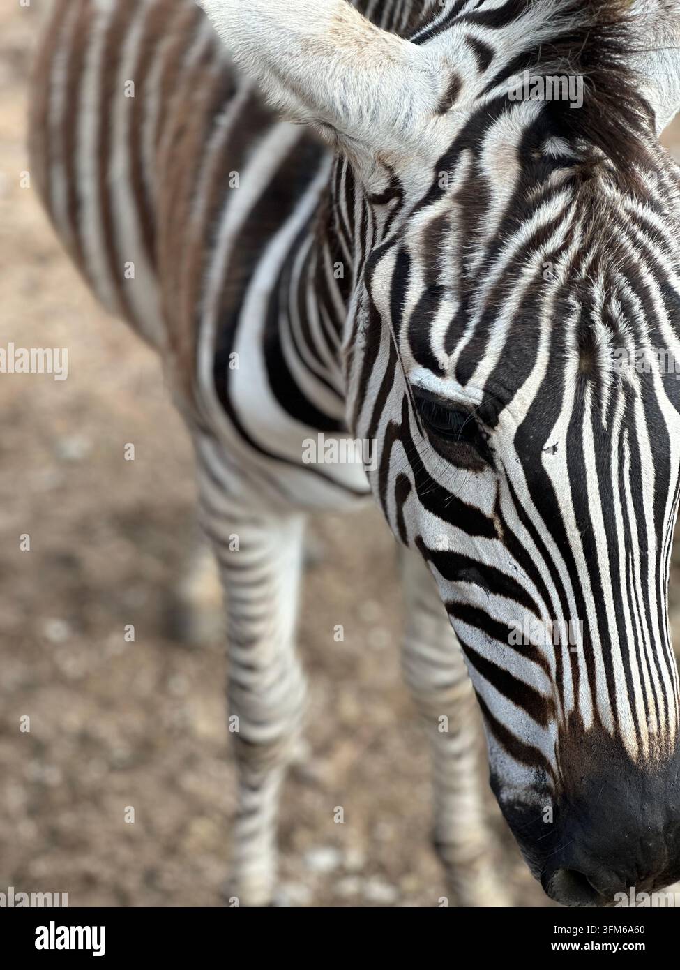 Nahaufnahme eines Zebra-Kopfes mit charakteristischen schwarzen und weißen Streifen. Detaillierte Nahaufnahme eines Zebras, das im Freien steht, mit seinen auffälligen gestreiften Pa - Smartphone-aufgenommenes Stockfoto
