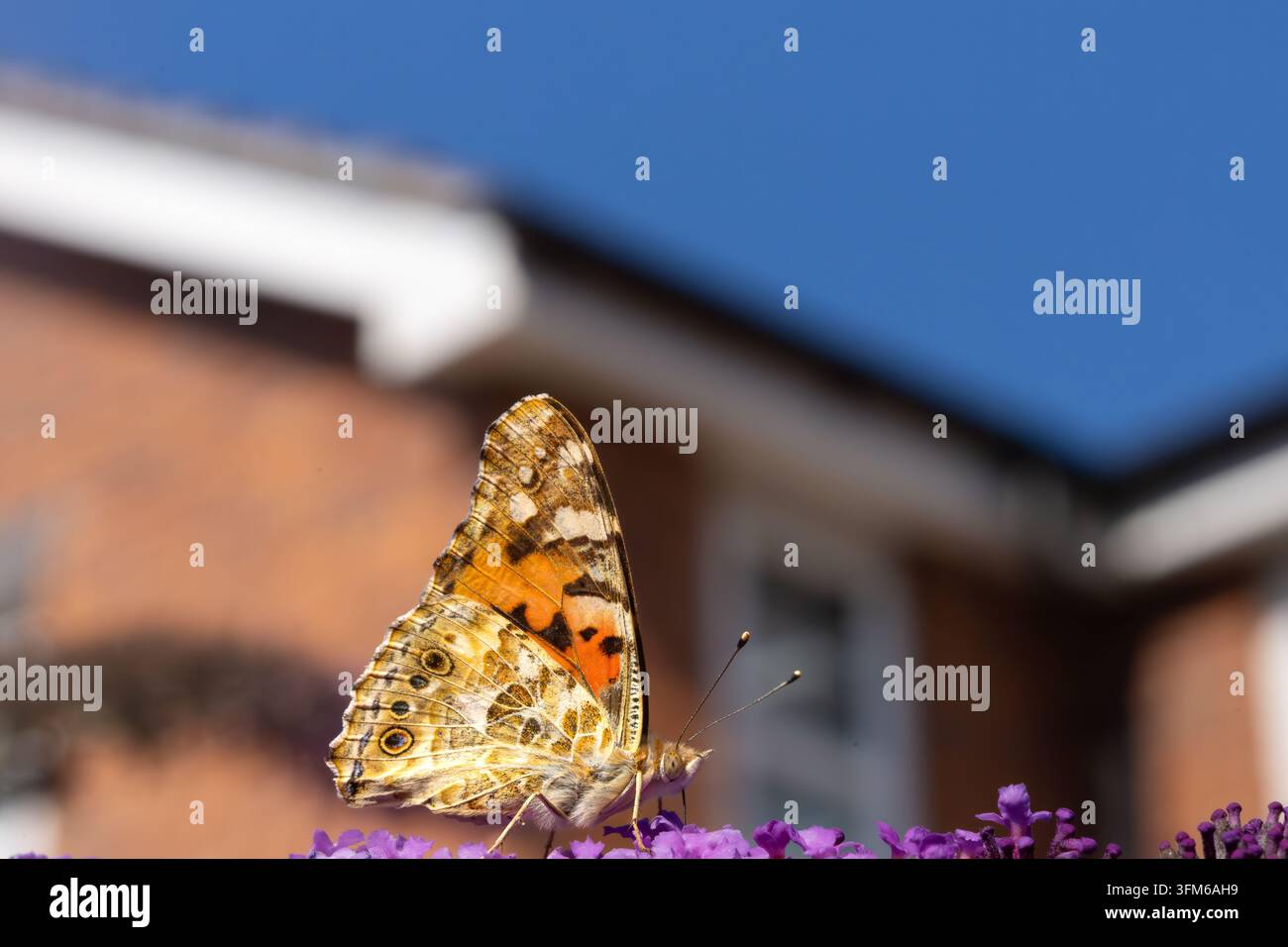 Ein Schwalbenschwanzfalter ruht seitlich über lila Blüten, während ein Gebäude sanft im Hintergrund verschwimmt. Stockfoto