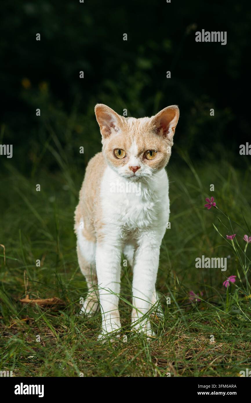 Red-Cream Devon Rex läuft im Gras – Outdoor-Tierfotografie mit lockigem Fell Stockfoto