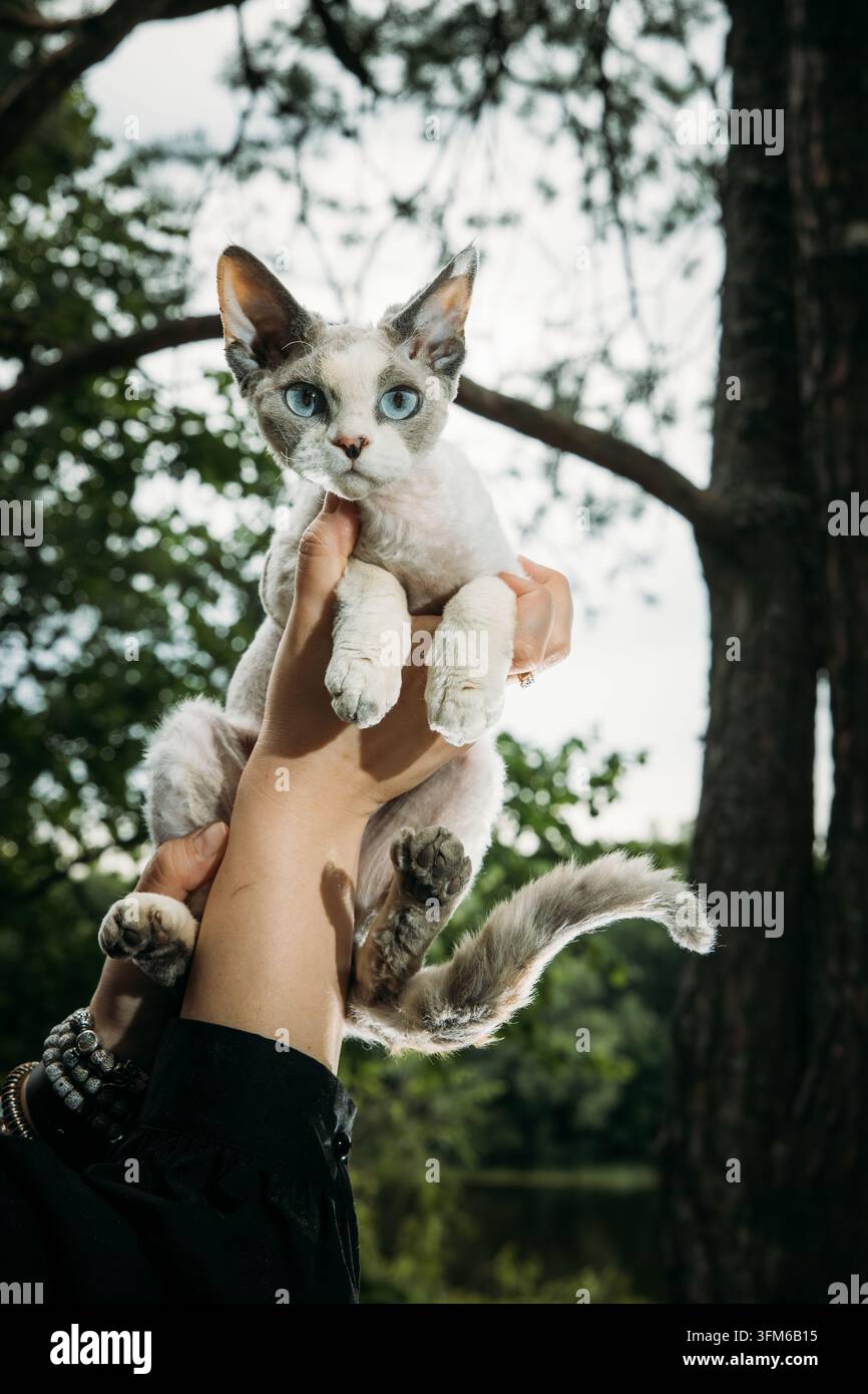 Grau-weißer Devon Rex, der in Händen gehalten wird – Nahaufnahme-Porträt mit Waldwasser-Hintergrund Stockfoto