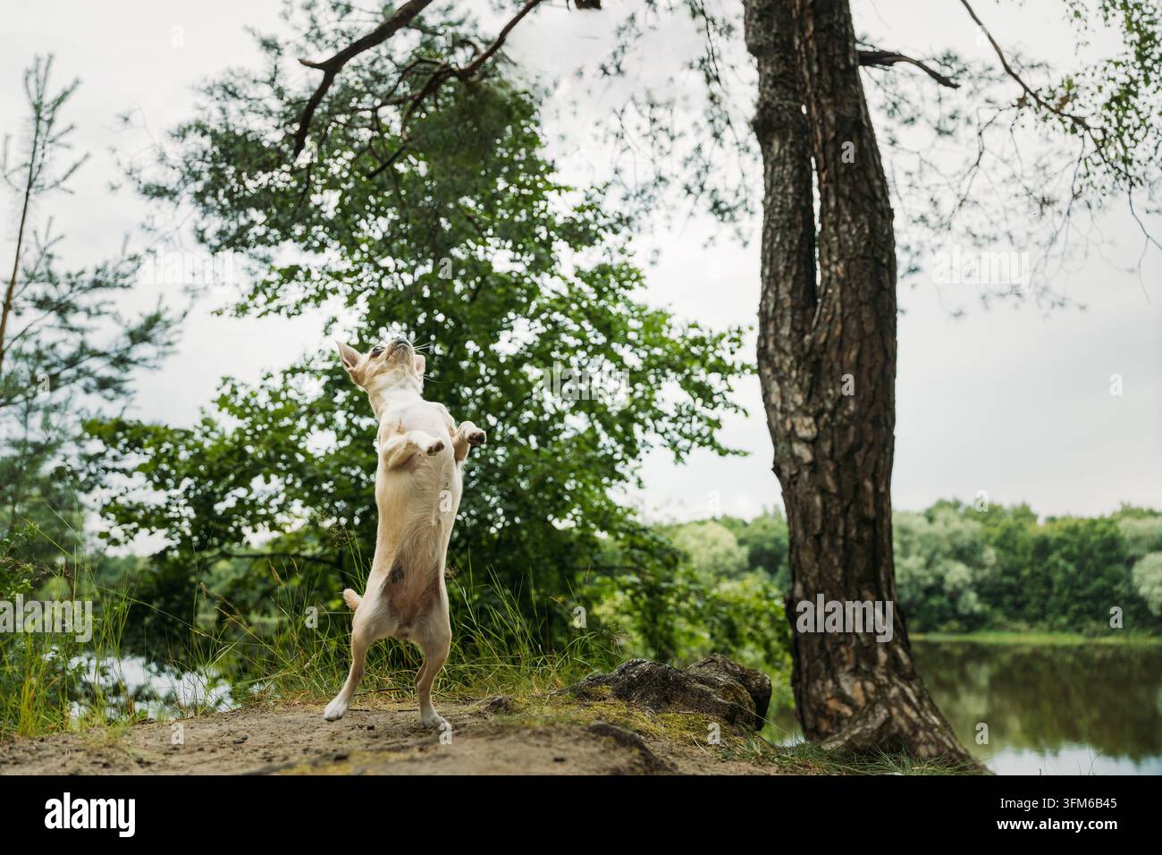 Verspielter Hund springt in der Nähe des Wassers unter einem hohen Baum Stockfoto