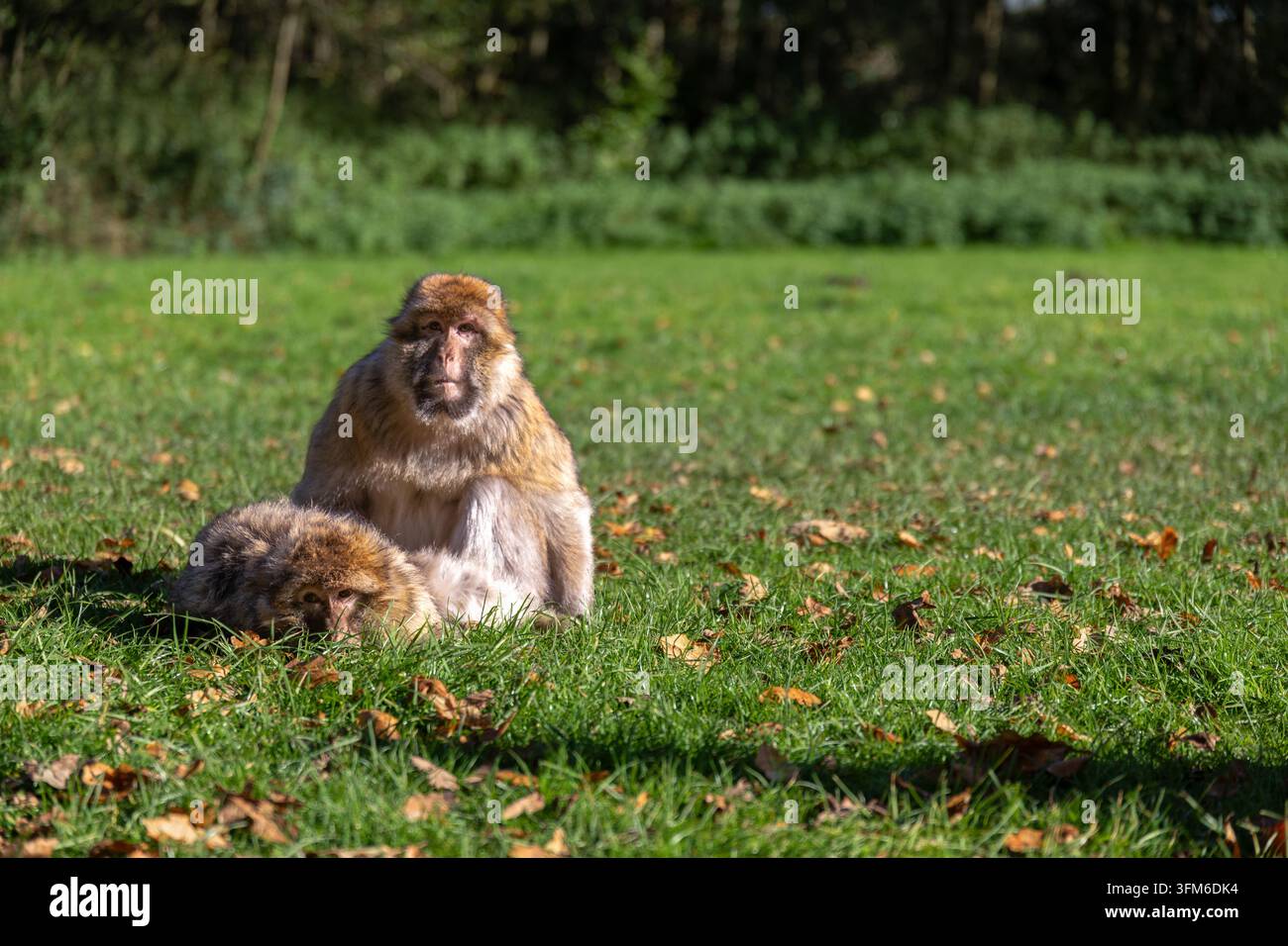 Zwei Berberaffen sitzen eng beieinander auf grünem Gras zwischen gefallenen Blättern. Stockfoto