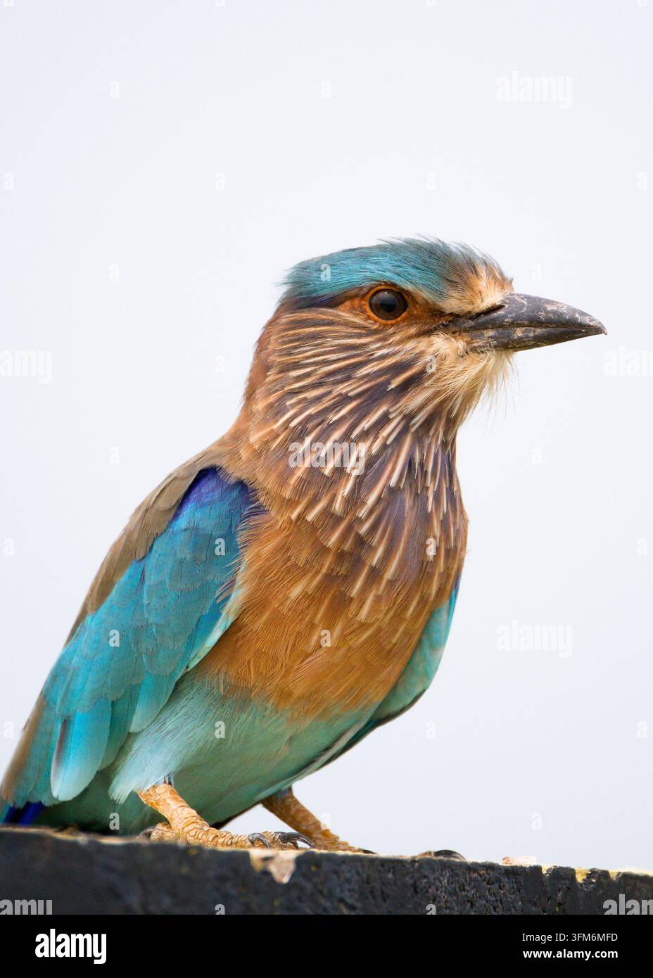 Atemberaubende Nahaufnahme eines Indischen Rollers, der im sanften Morgenlicht ruhig sitzt. Der farbenfrohe Vogel zeigt seine Schönheit. Stockfoto