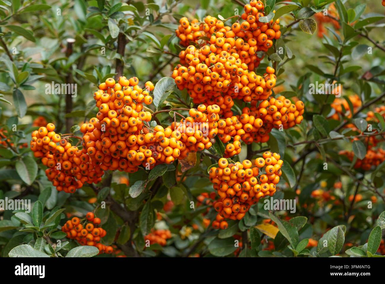 Büschel heller Beeren von Feuerdorn Pyracantha coccinea mit schweren Büscheln von Orange im Herbst, Spanien. Stockfoto