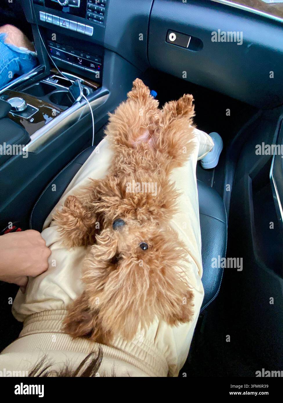 Kleiner lockiger Hund ruht auf dem Schoß des Besitzers kopfüber in einem modernen Auto. - Smartphone-aufgenommenes Stockfoto