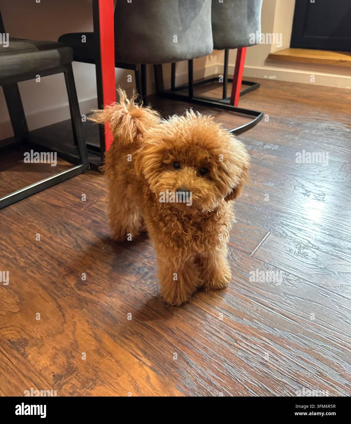 Flauschiger Spielzeugpudel steht aufmerksam auf Holzboden in einem modernen Café. - Smartphone-aufgenommenes Stockfoto